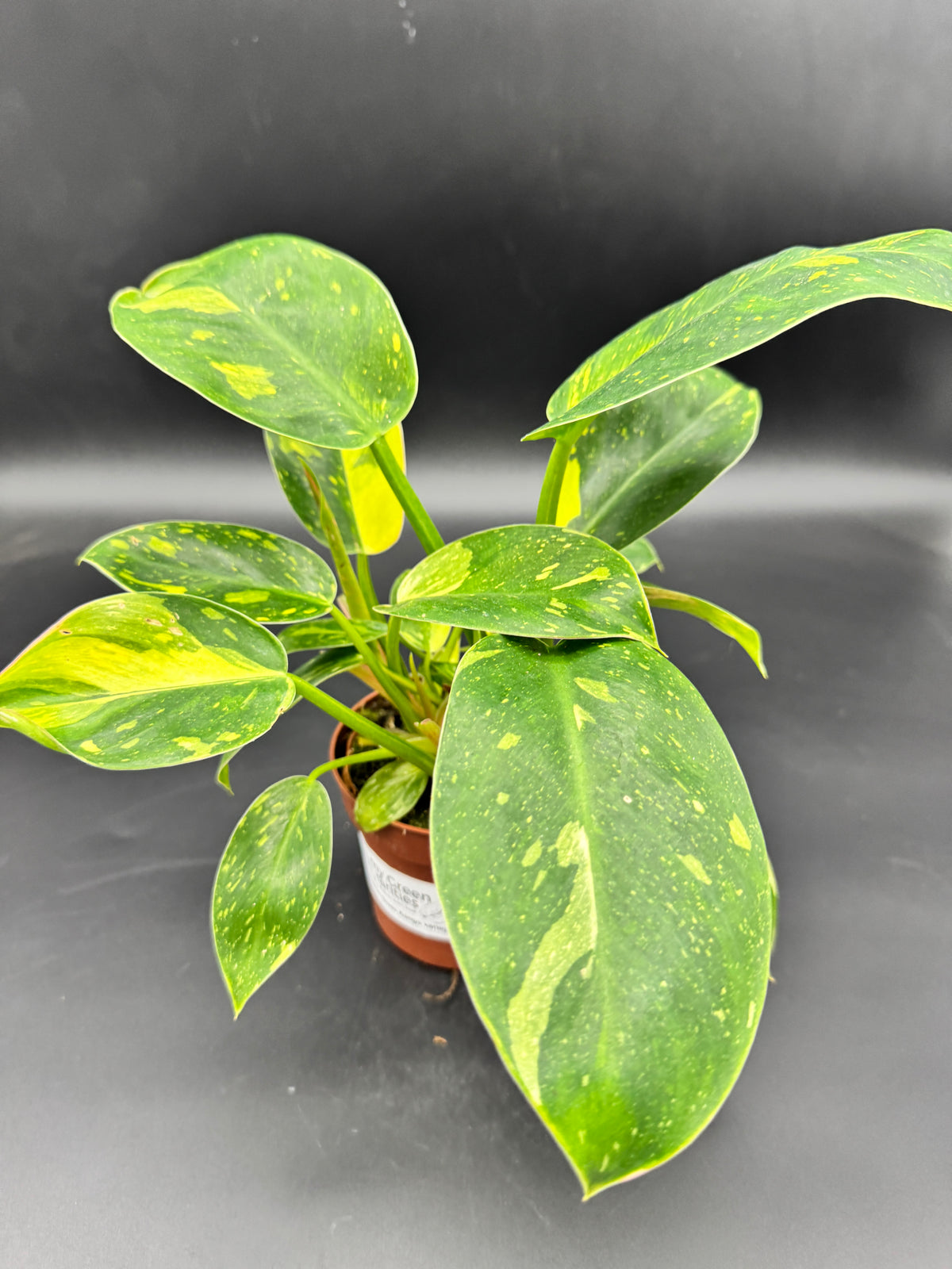 Philodendron Green Kongo variegata