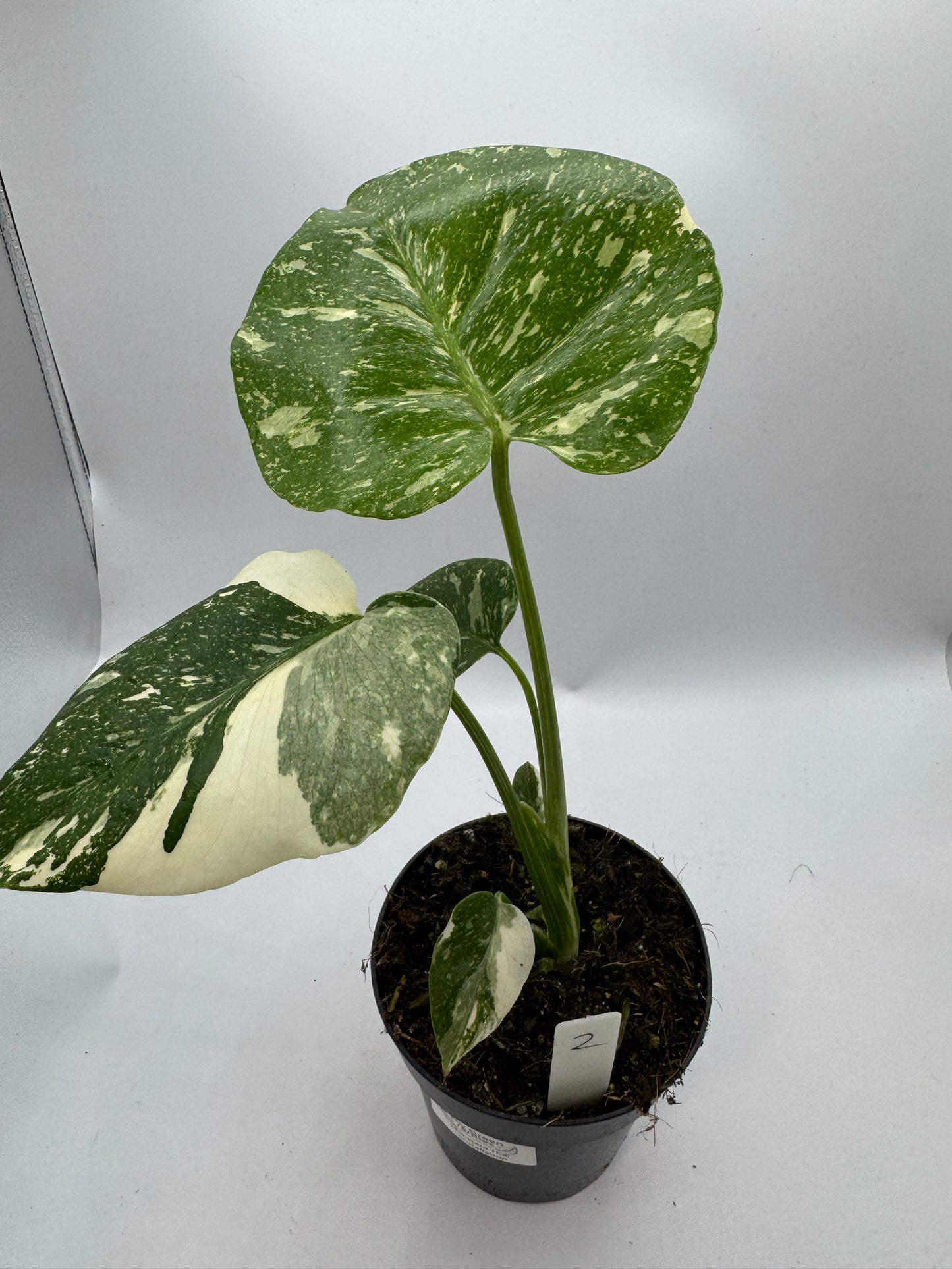 Monstera Thai constelation