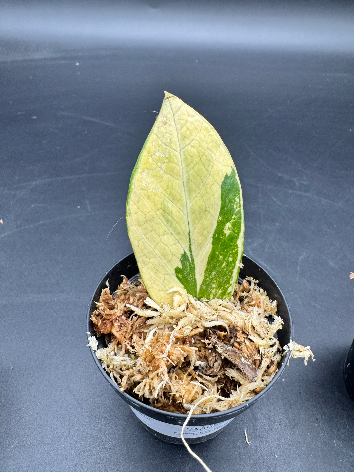 Zamioculcas sp. Kenia Green variegata
