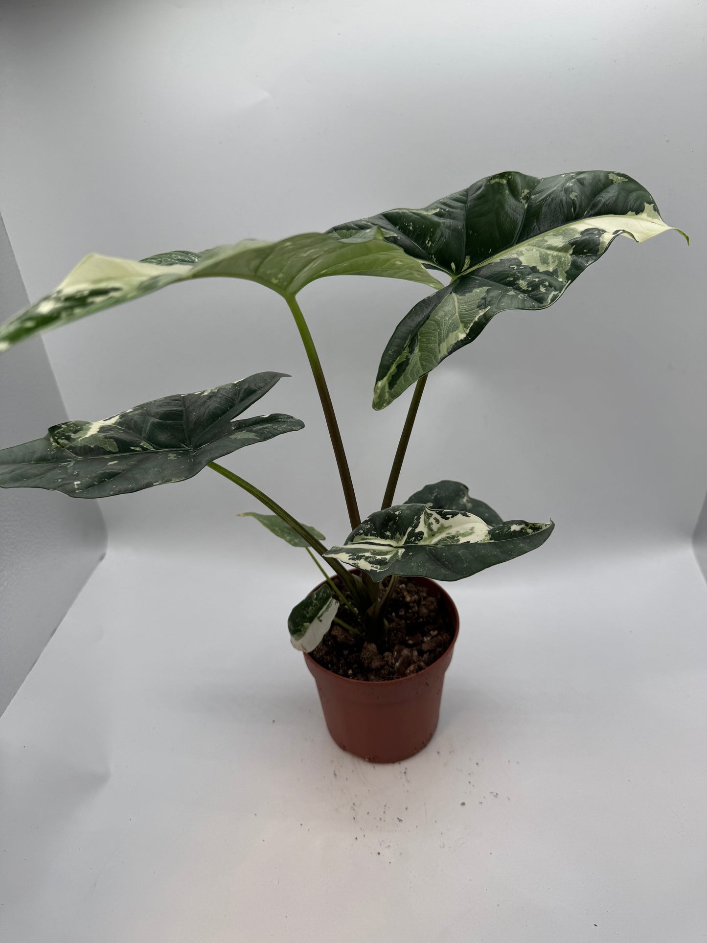 Alocasia simpo albo variegata