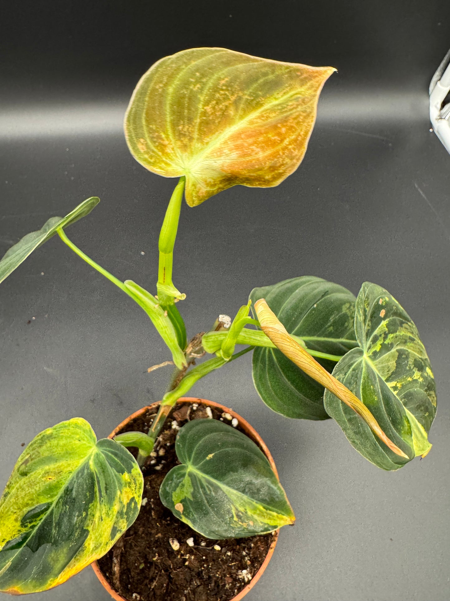 Philodendron melanochrysum variegata Basis gut bewurzelt mit 2 Austrieben