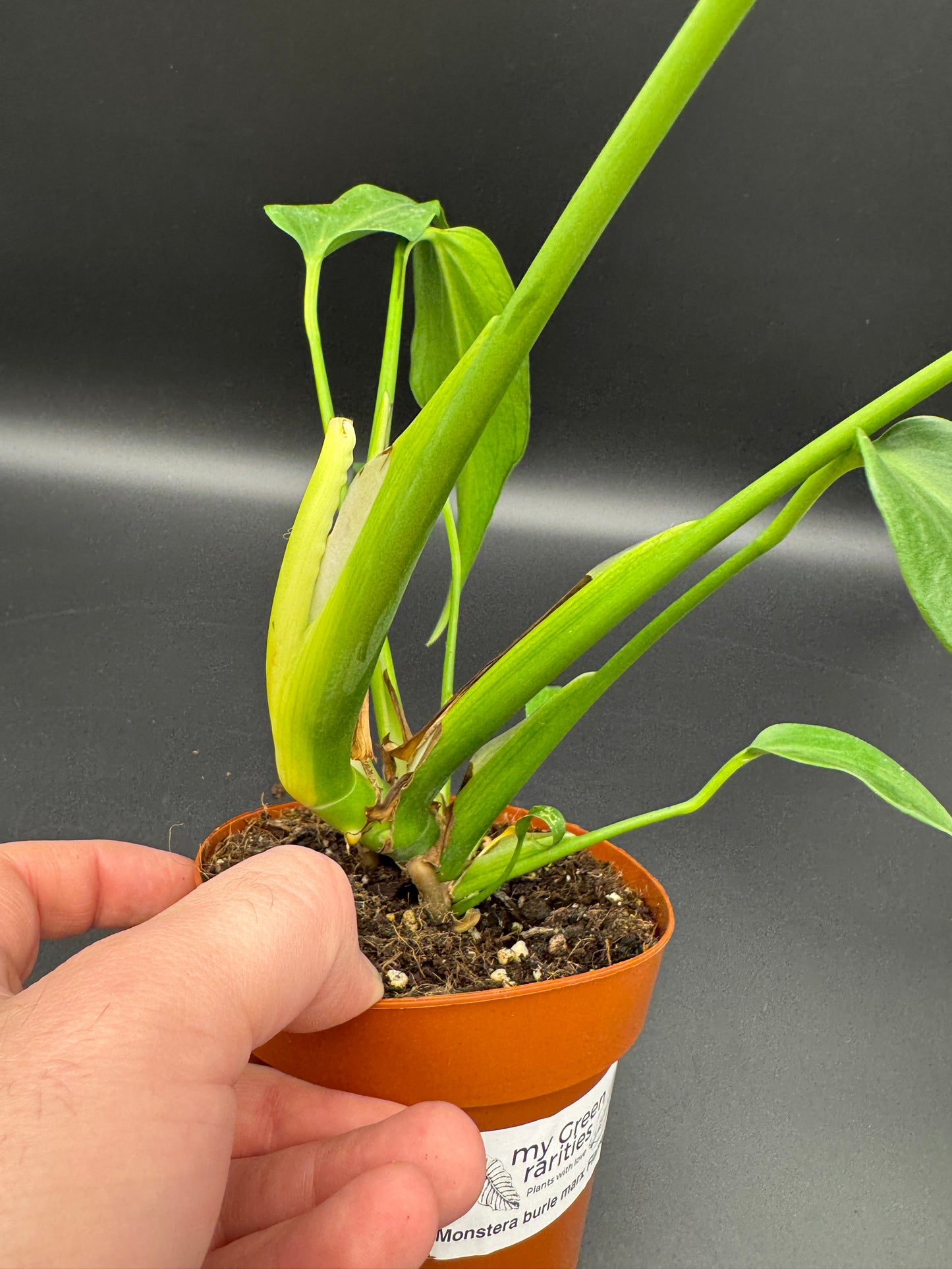 Monstera burle marx Flame