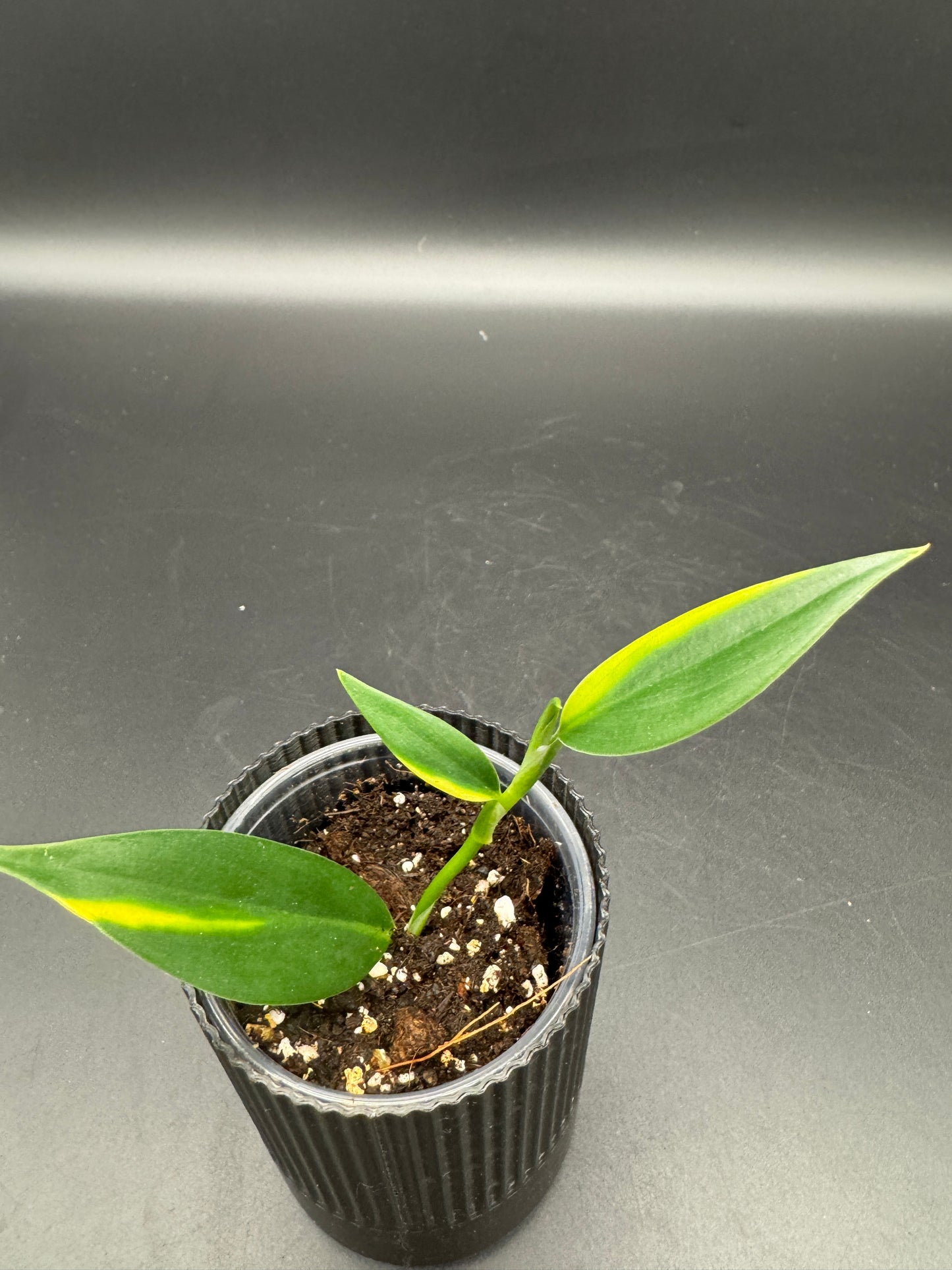 Scindapsus coreaceus aurea variegata