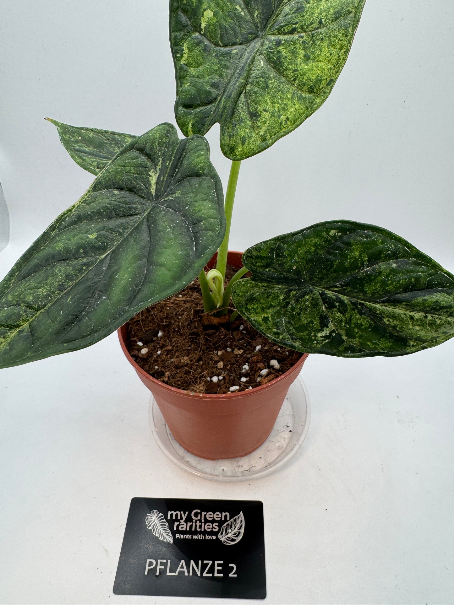 Alocasia Dragon Scale mint variegata