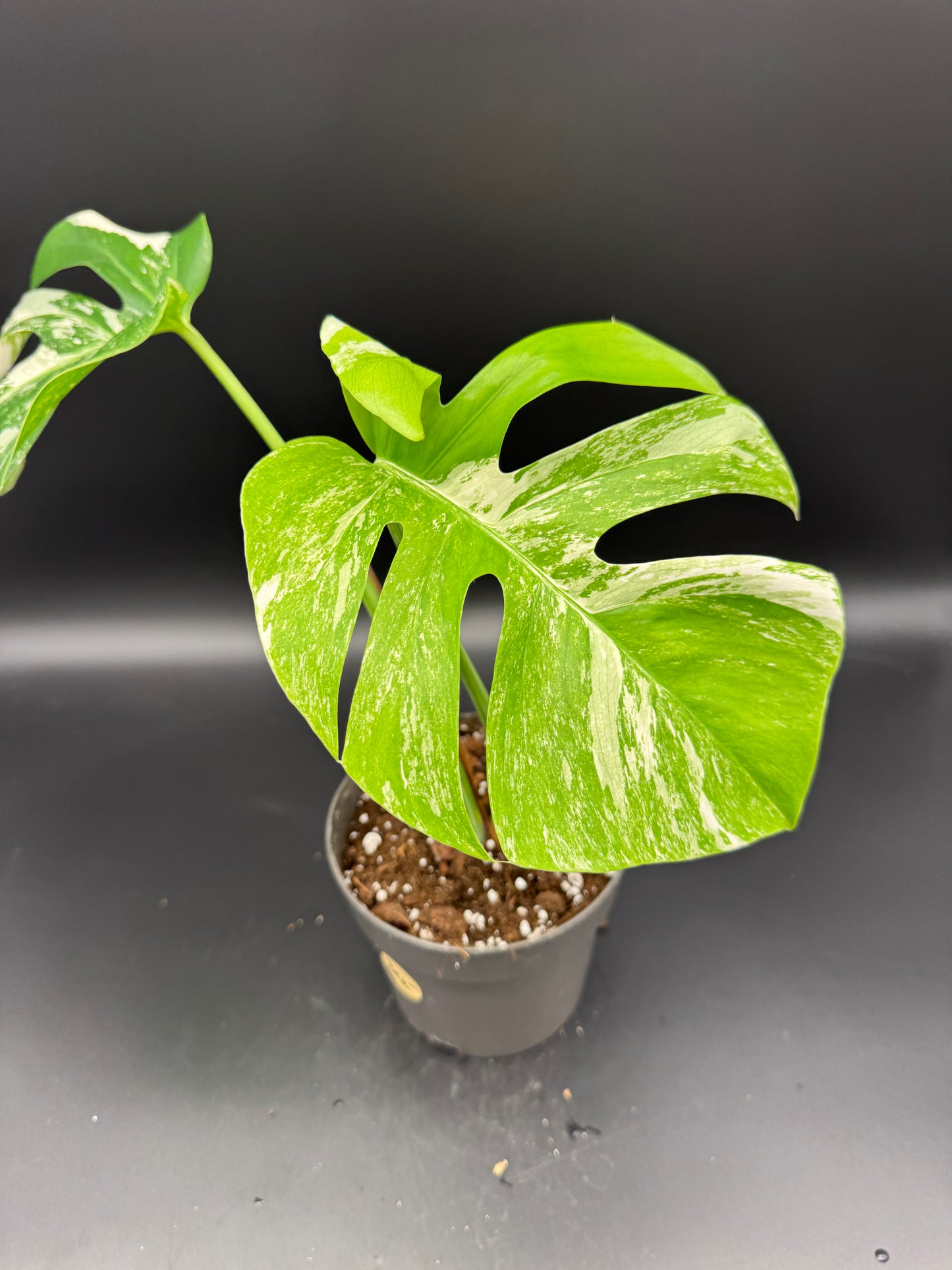 Monstera deliciosa variegata