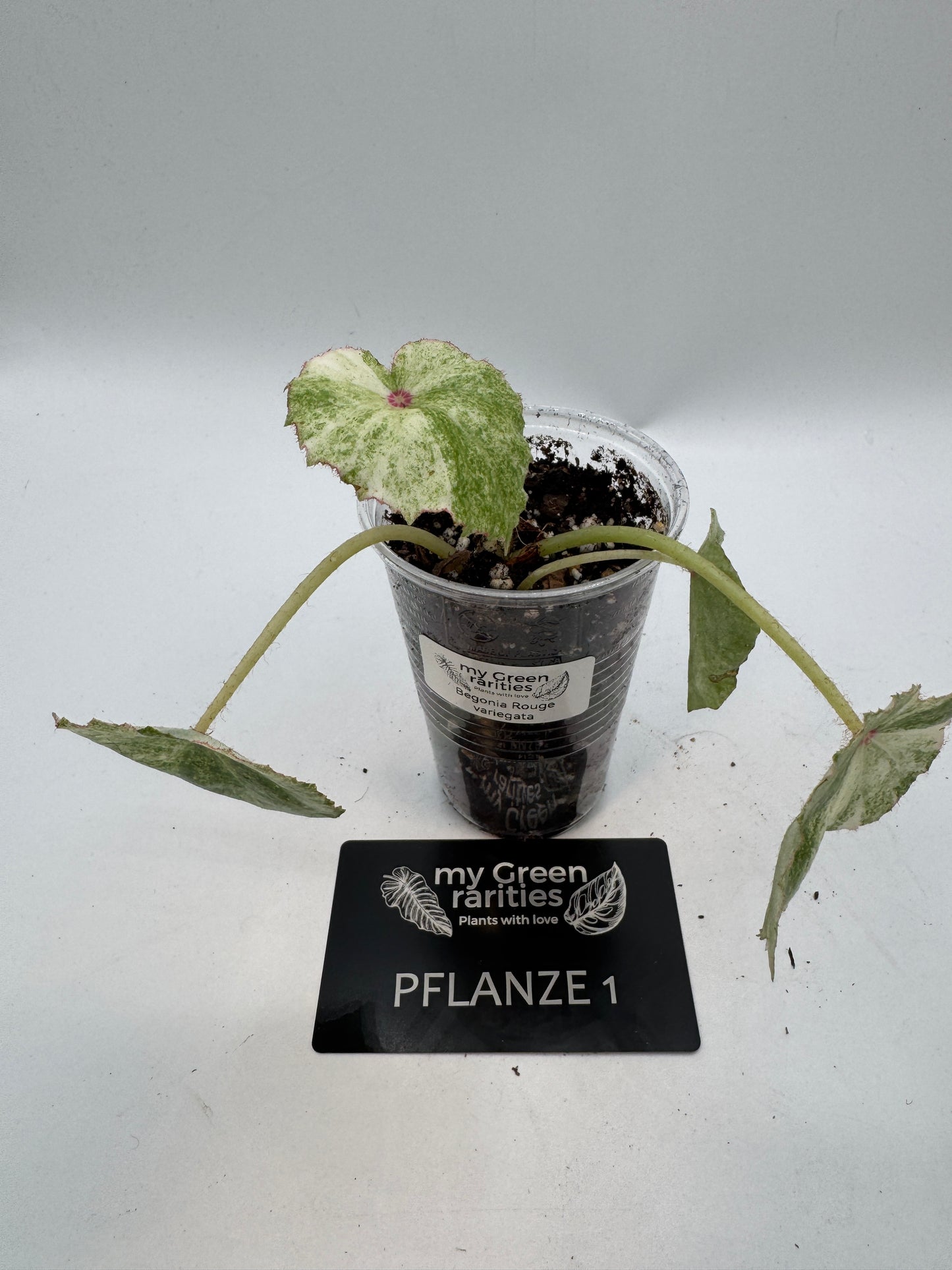 Begonia Rouge variegata