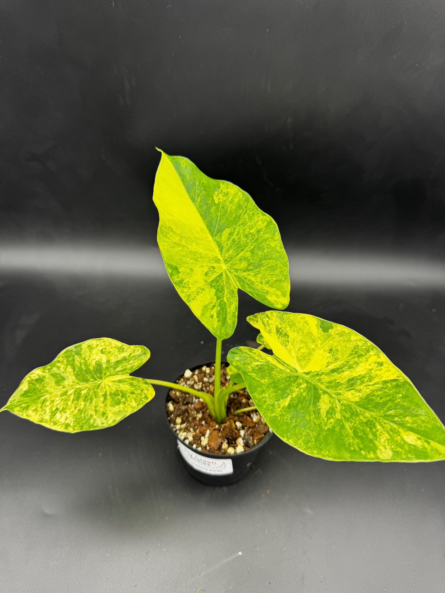 Alocasia Gageana Aurea