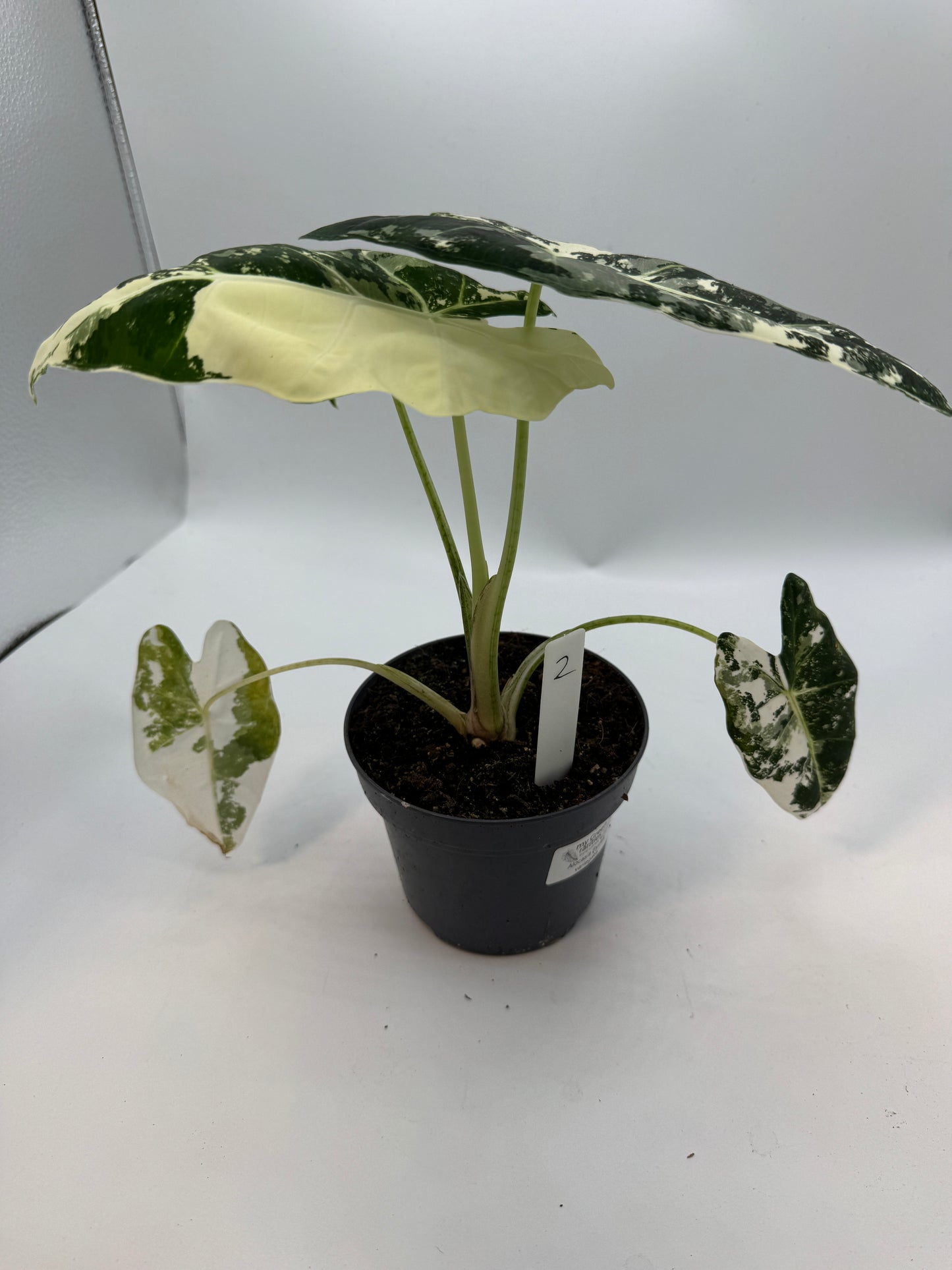 Alocasia Frydek variegata groß