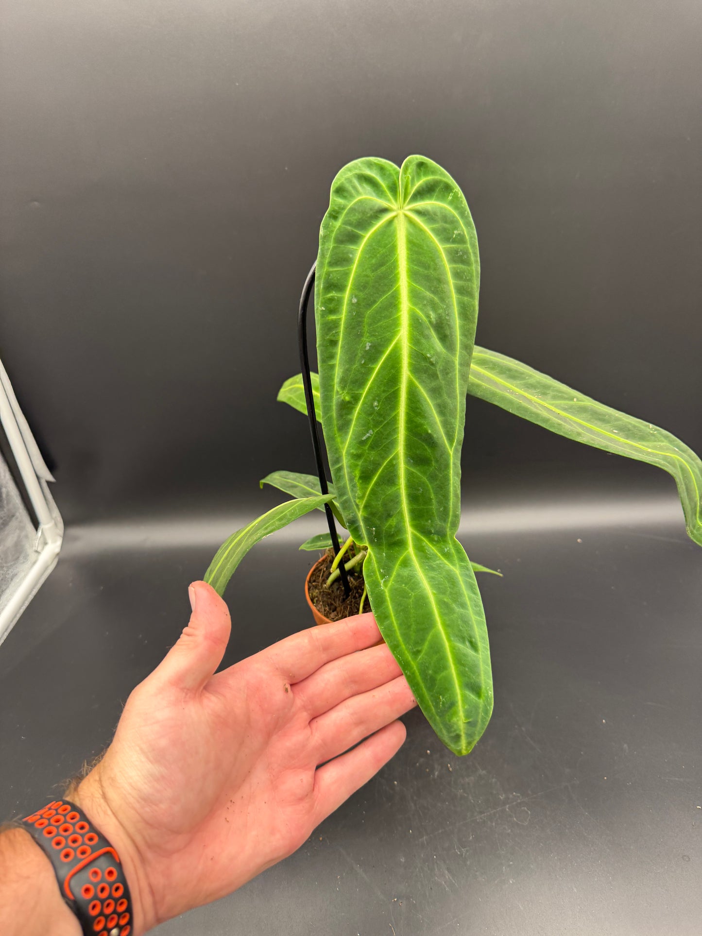 Anthurium waroqueanum