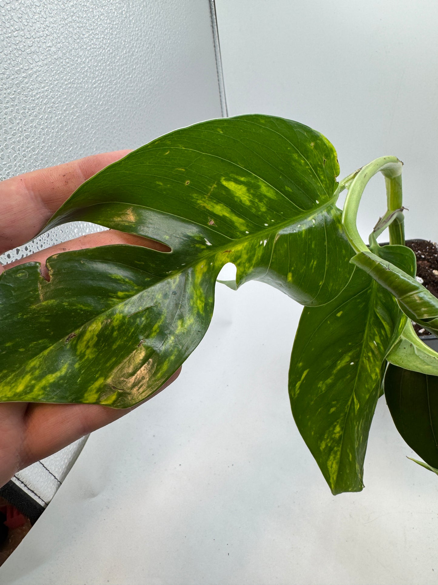 Epipremnum pinatum kujang yellow Flame