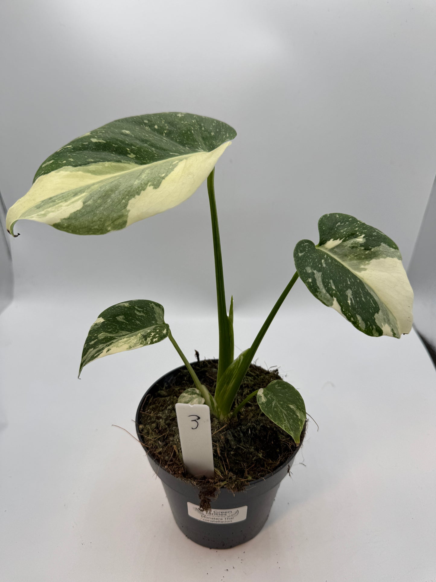 Monstera Thai constelation