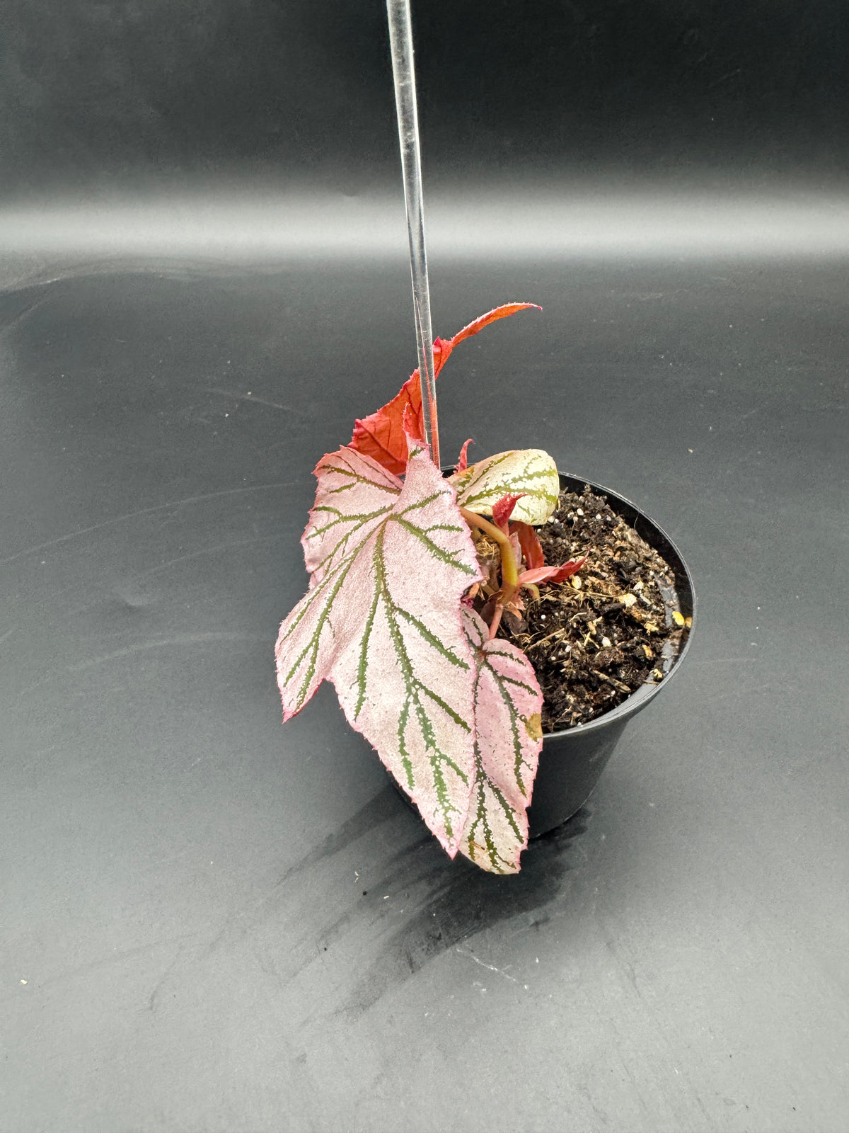 Begonia LaMoon