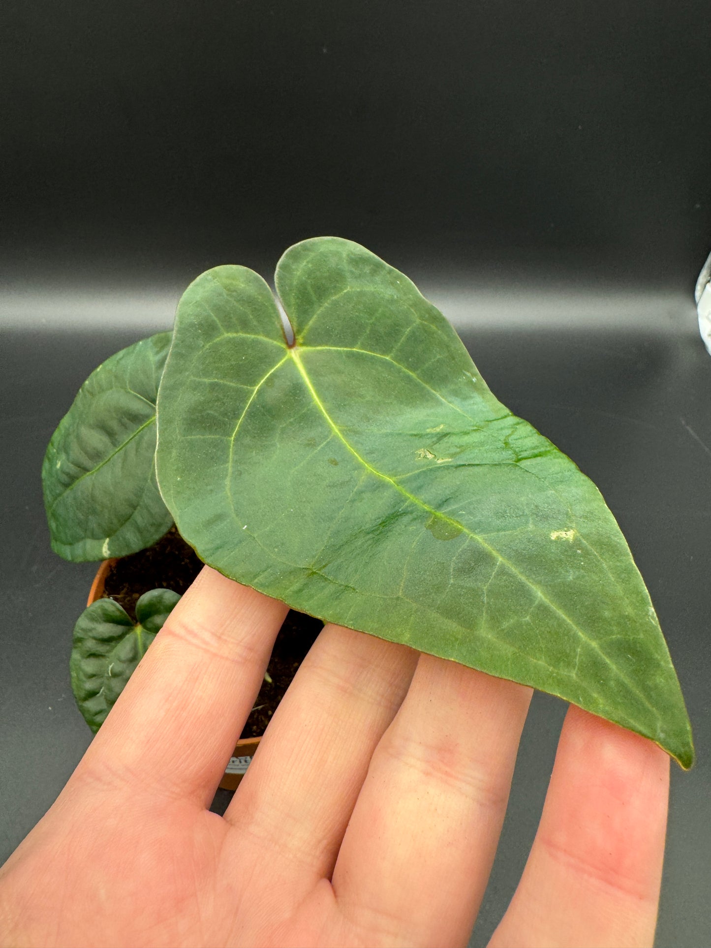 Anthurium papillilaminum x King of Spades