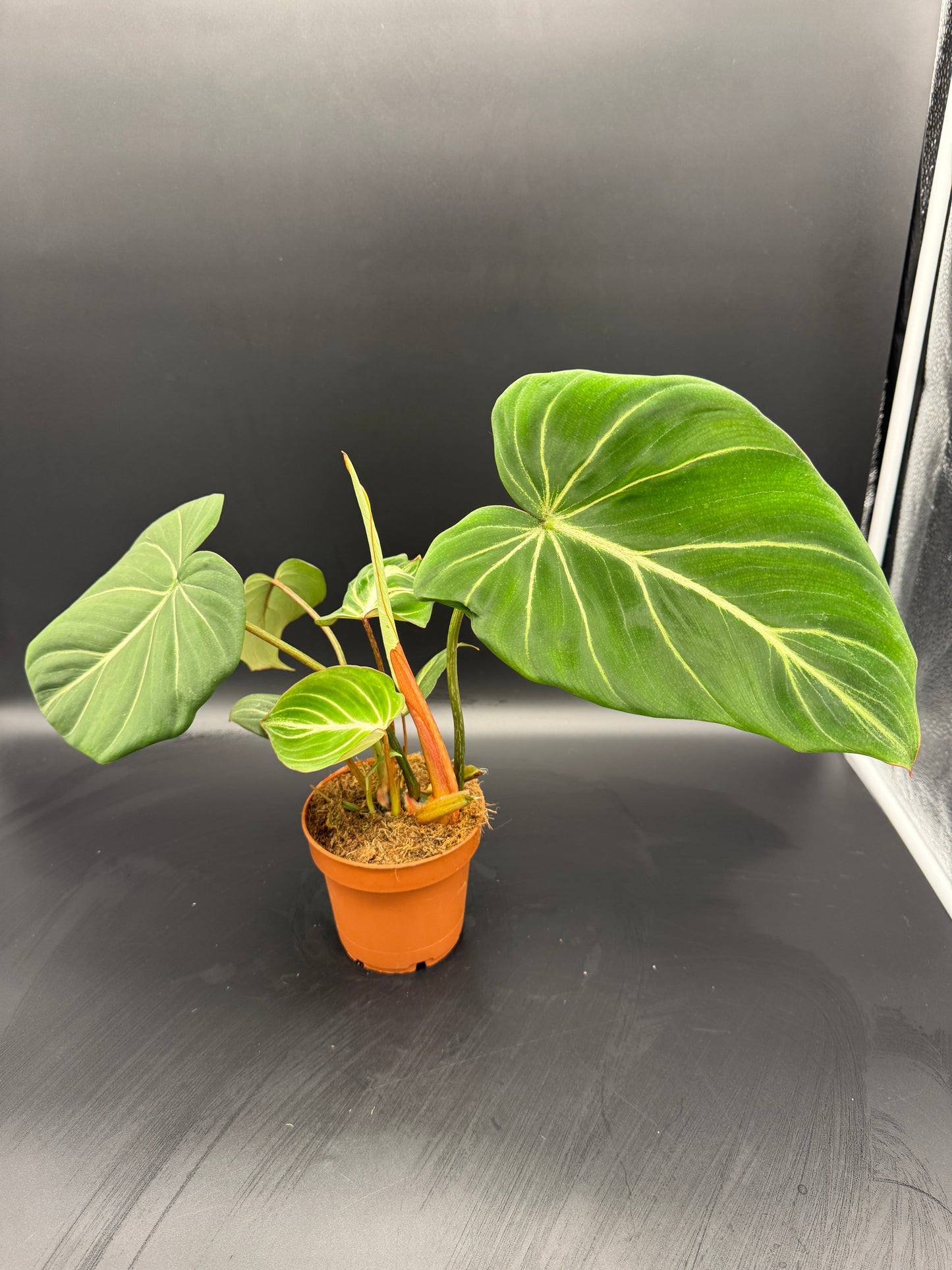 Philodendron Gloriosum