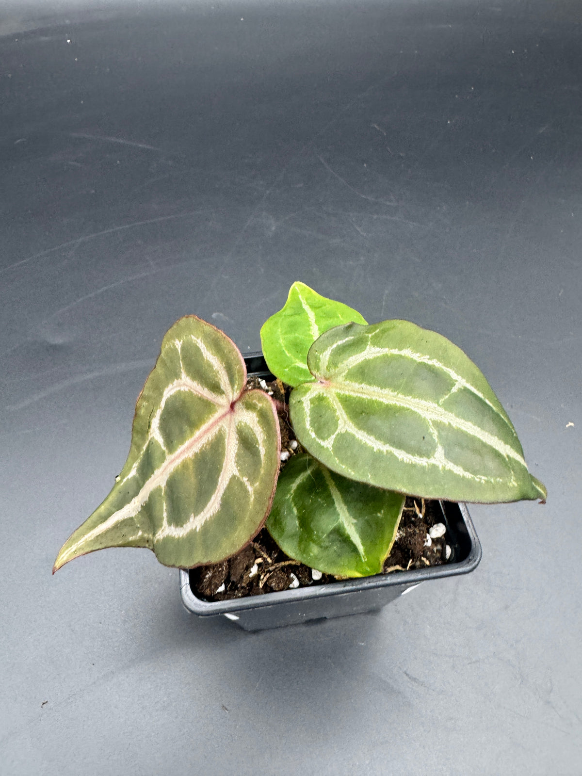 Anthurium Michelle x Michelle