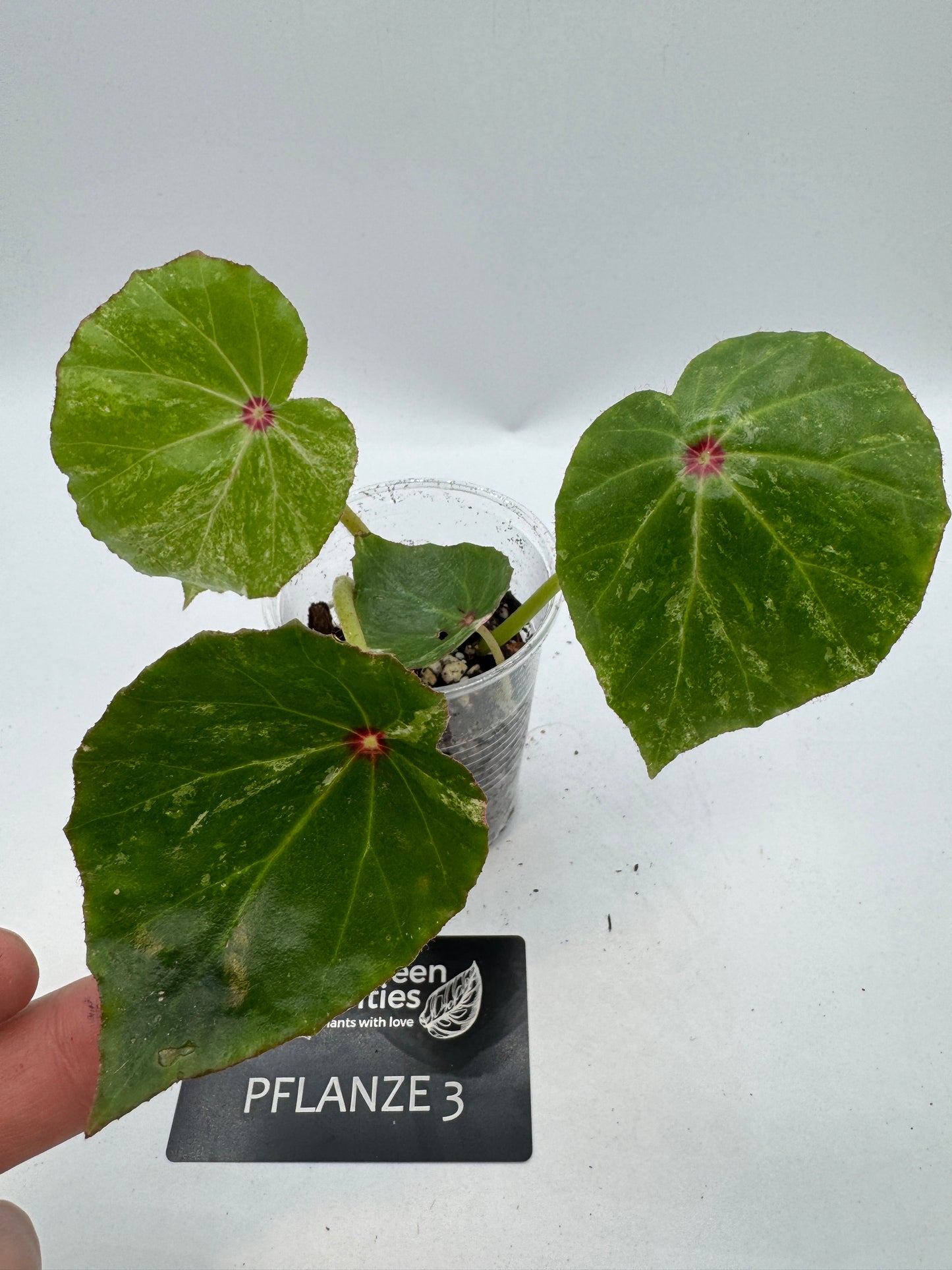 Begonia Rouge variegata