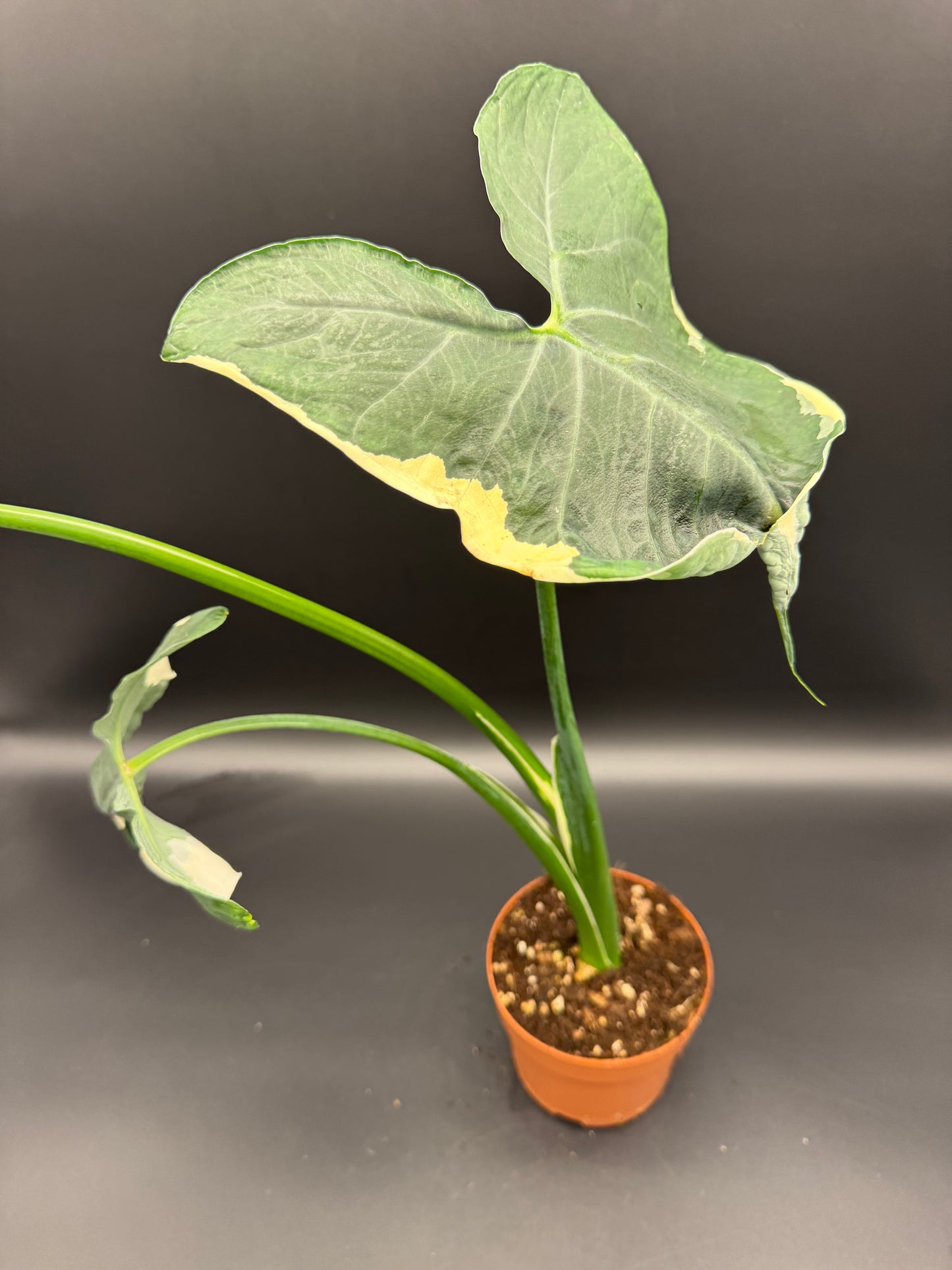 Alocasia Micky Mouse variegata