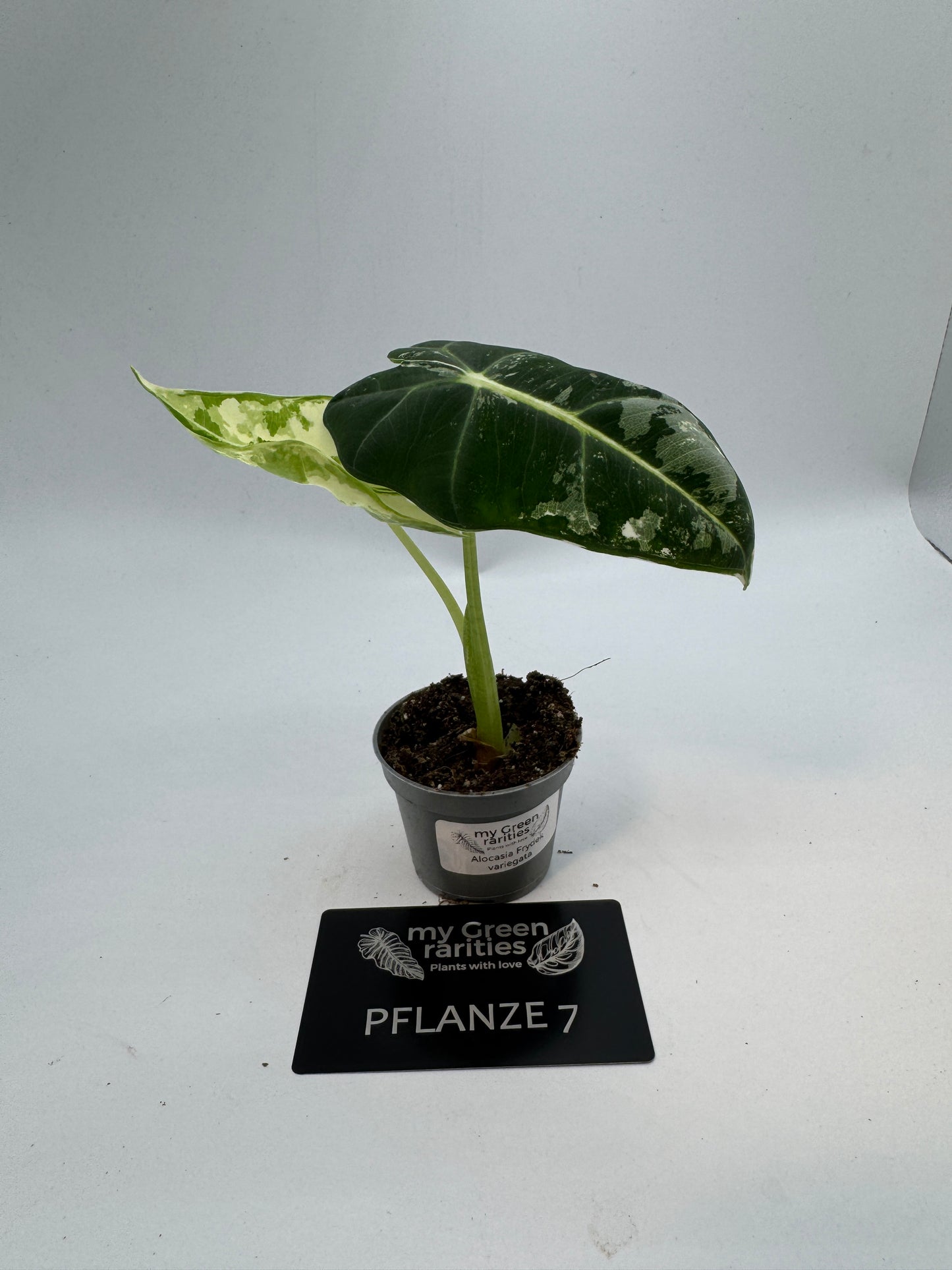 Alocasia Frydek variegata