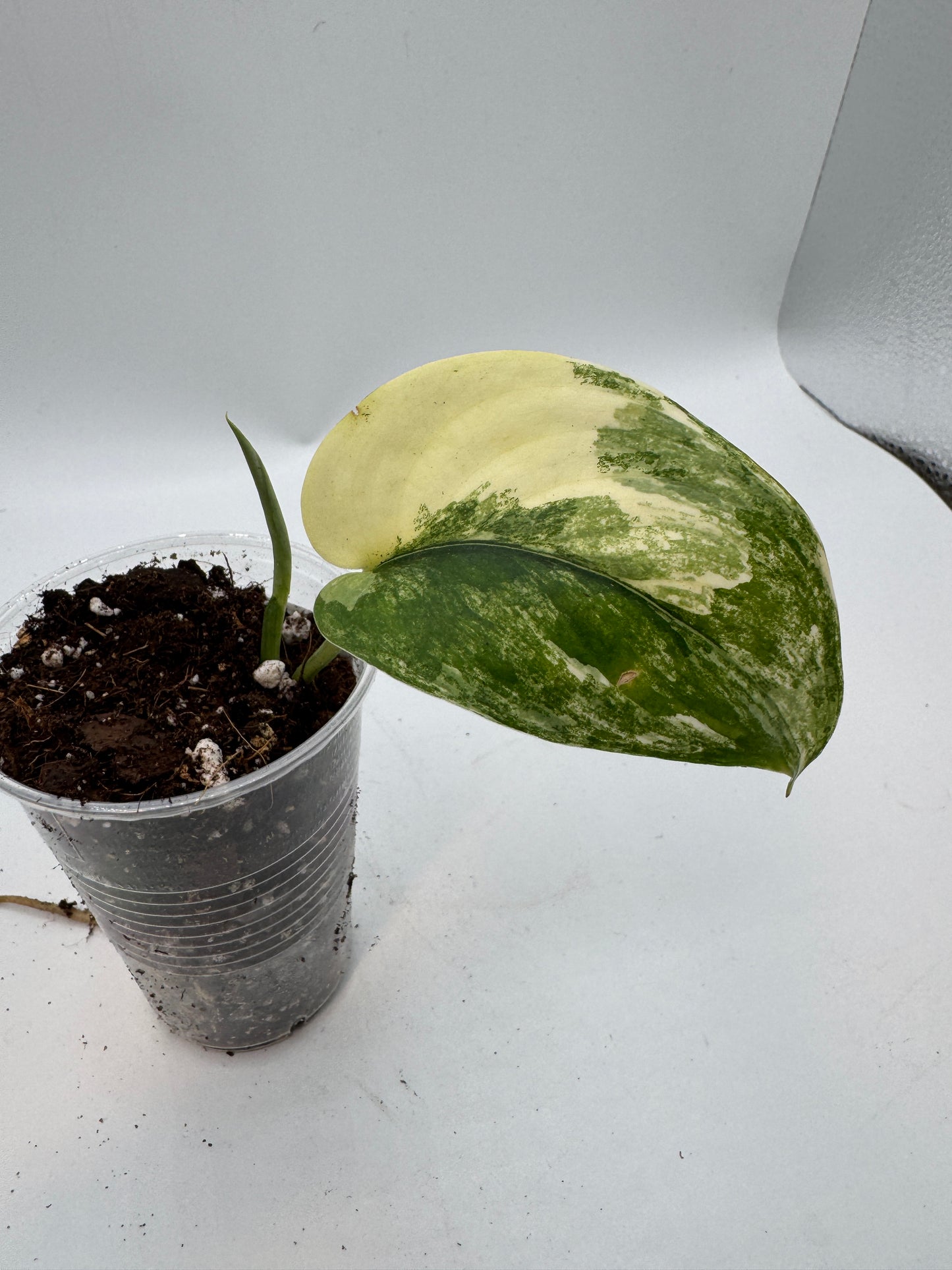 Scindapsus Jade Satin variegata