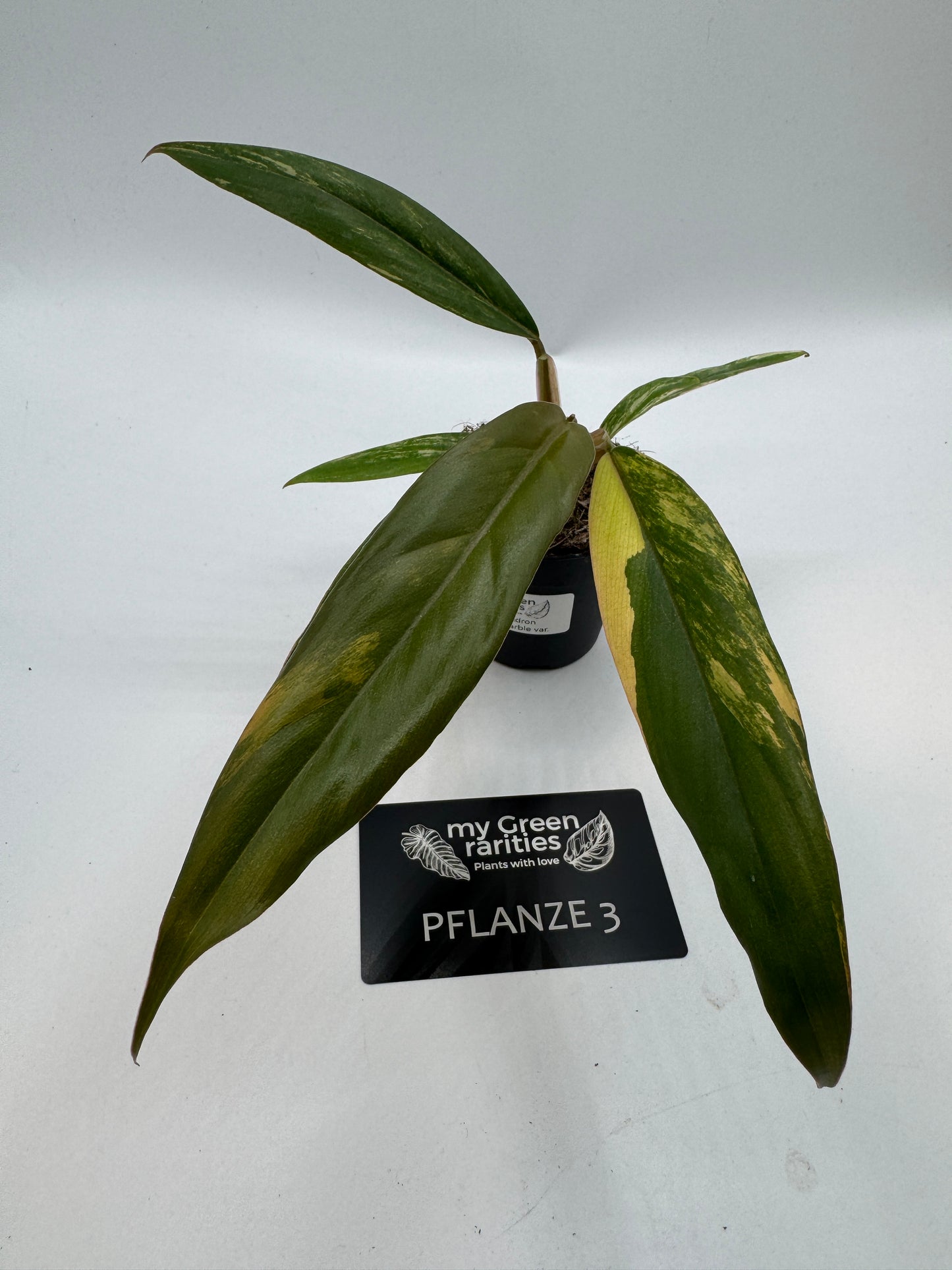 Philodendron caramel Marble variegata