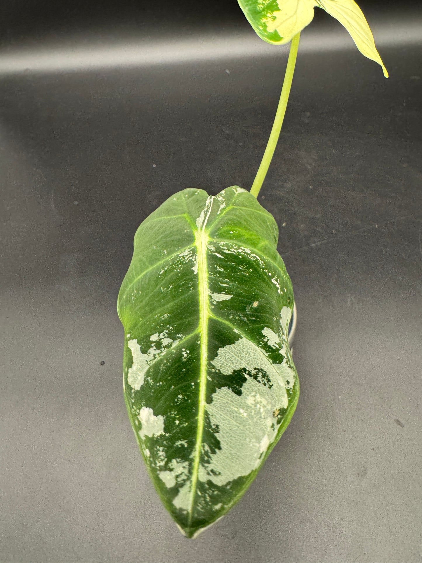Alocasia Frydek variegata