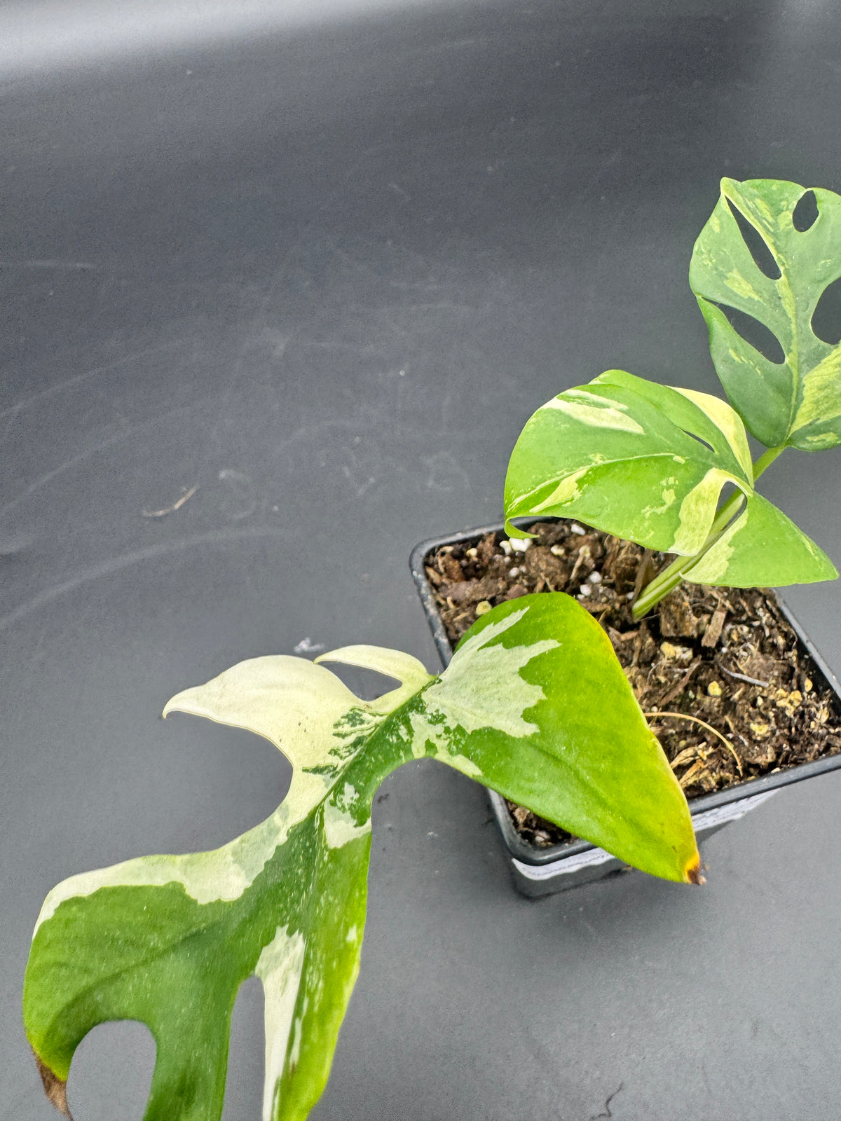 Rhaphidophora tetrasperma variegata