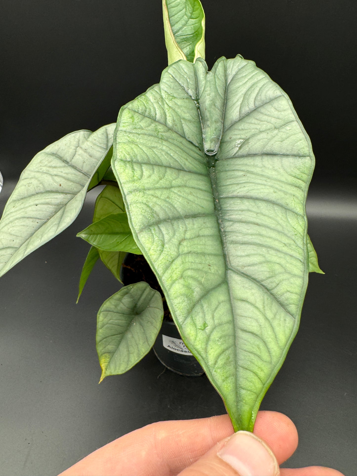 Alocasia Platinum