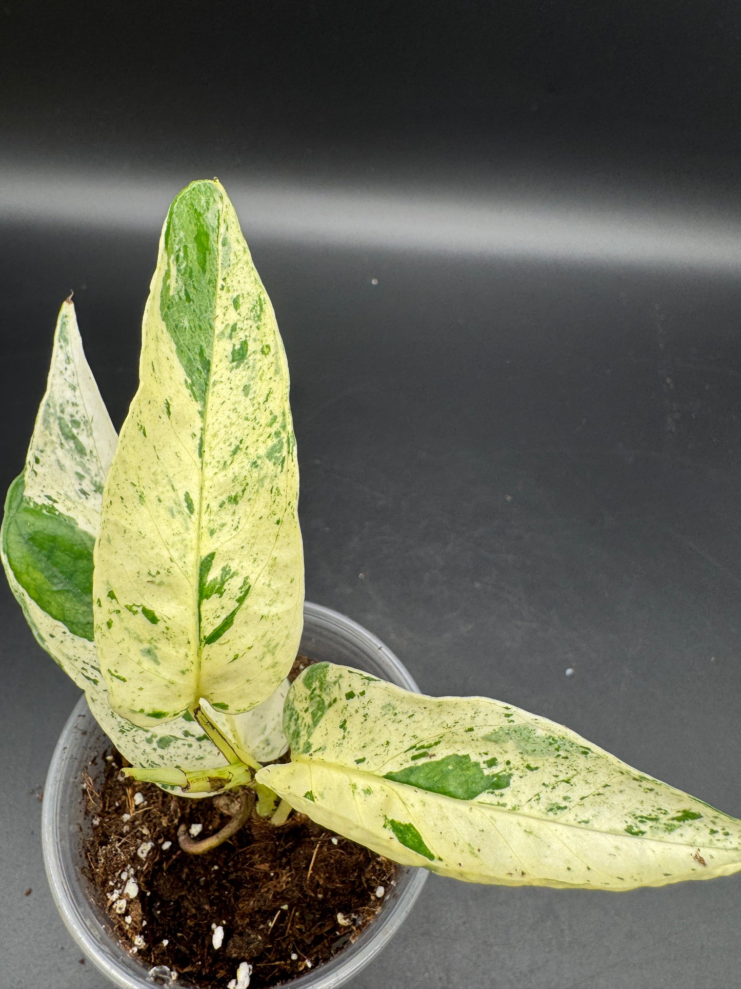 Epipremnum pinnatum Cebu Blue Marble variegata