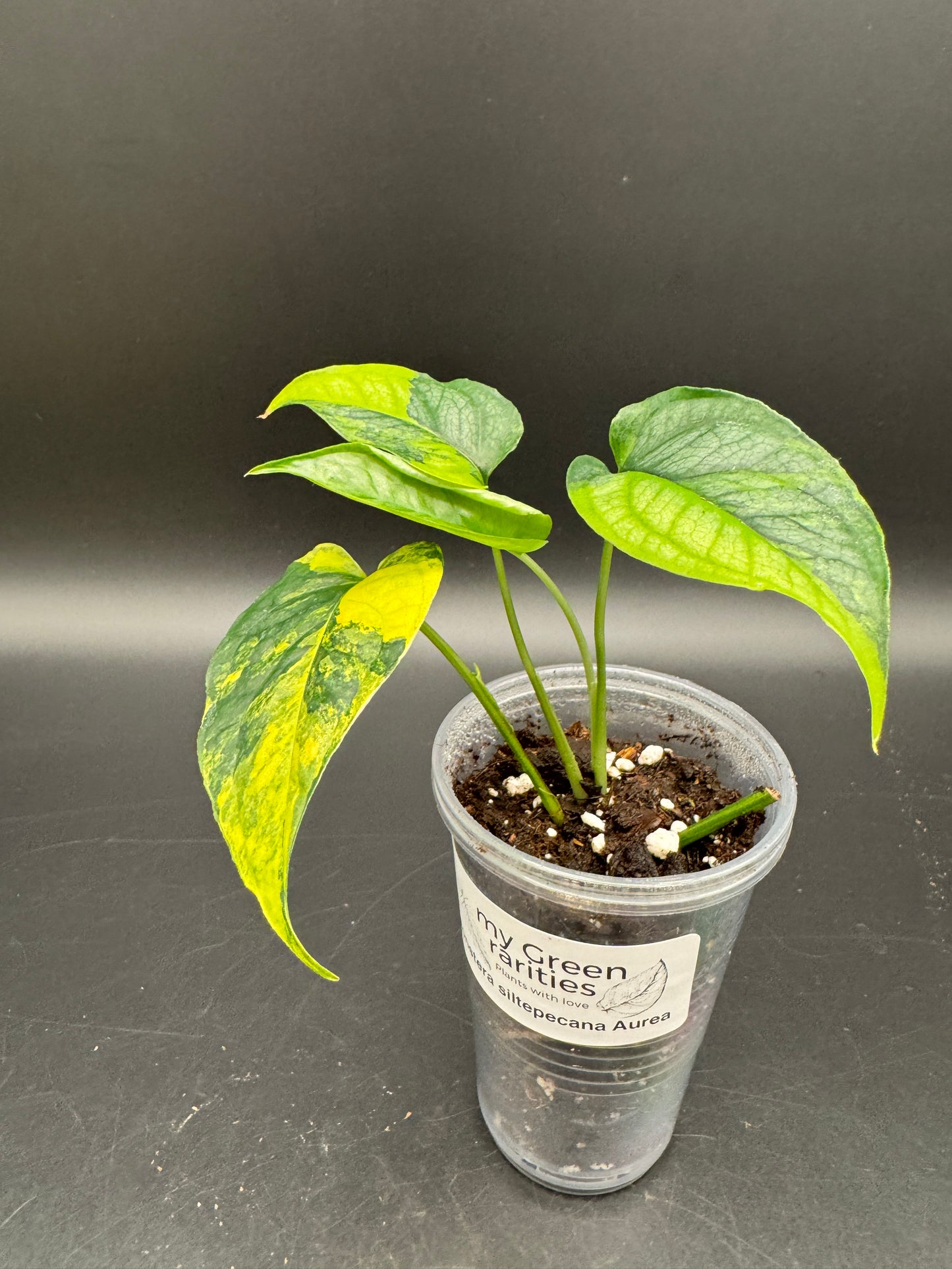 Monstera siltepecana Aurea