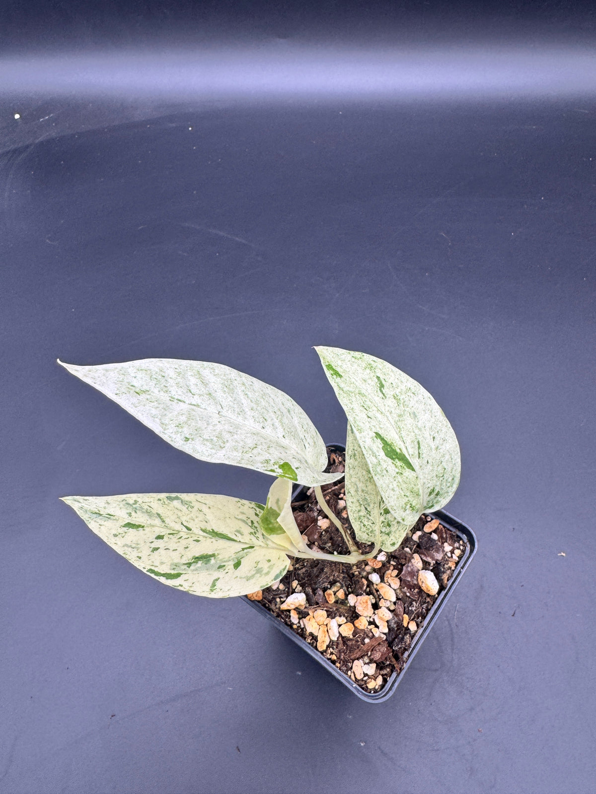 Epipremnum pinnatum Cebu Blue Marble variegata