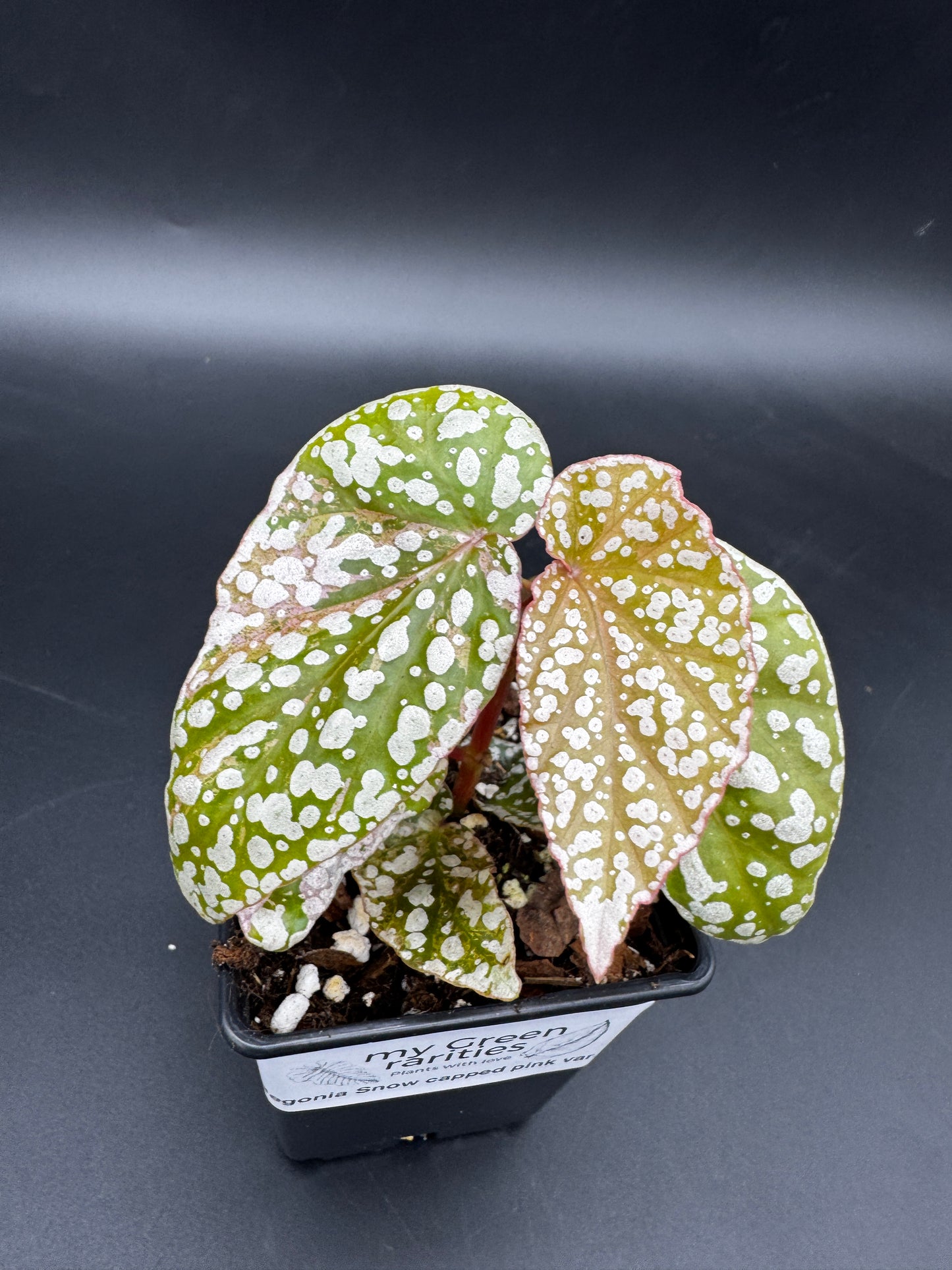 Begonia snow capped pink variegata