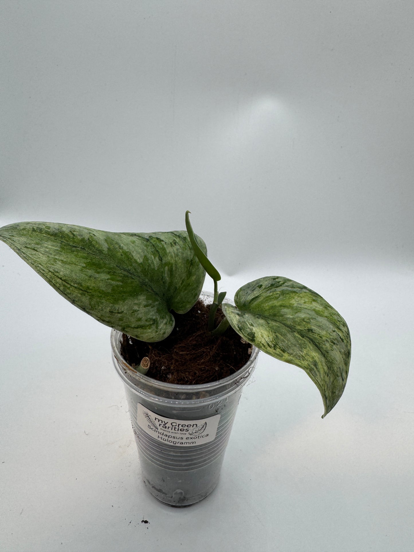 Scindapsus exotica Hologram