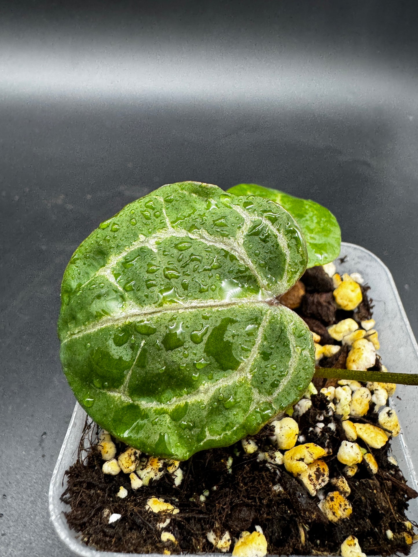 Anthurium Michelle x Michelle