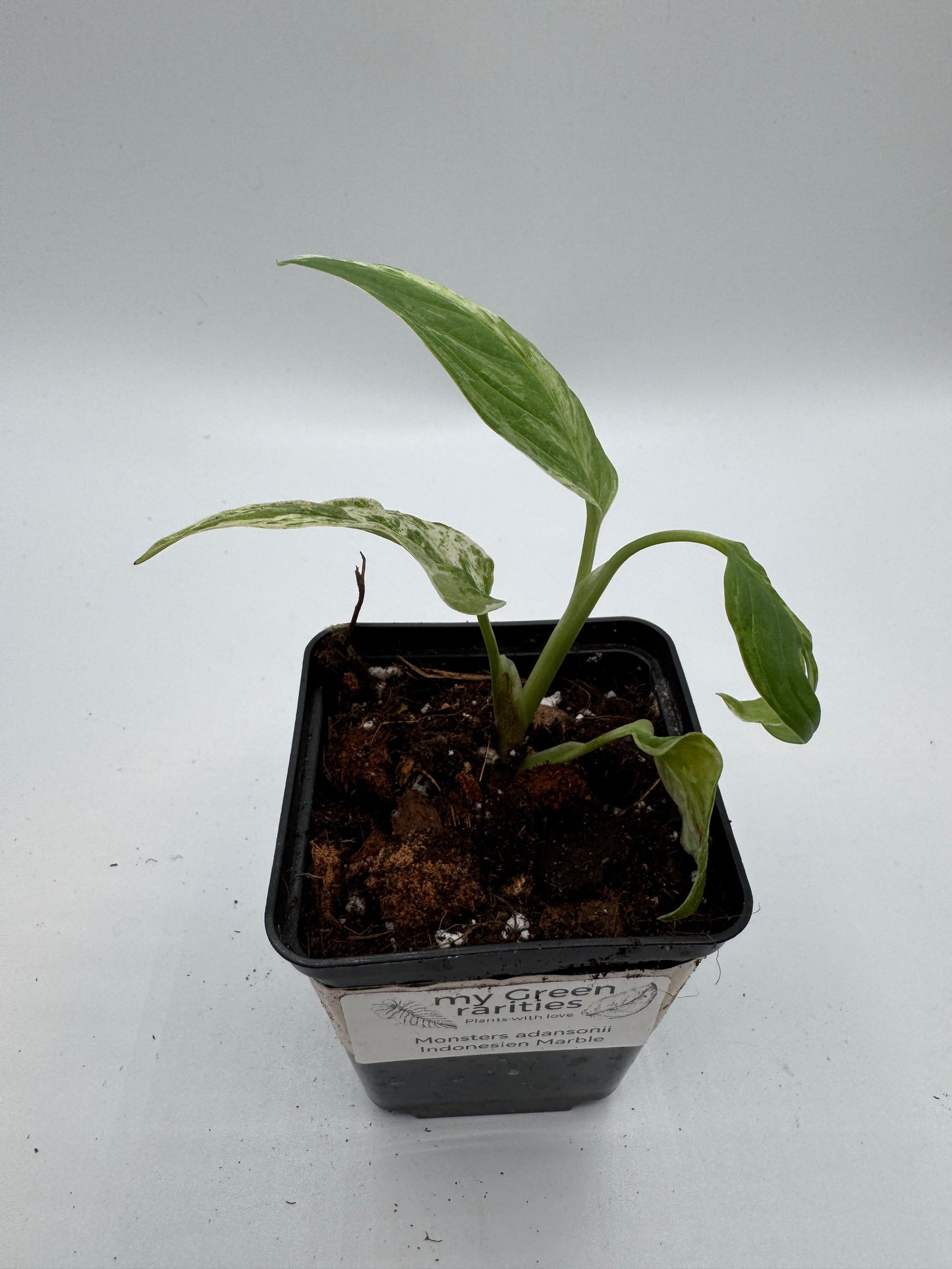 Monstera Adansonii Indonesien marble
