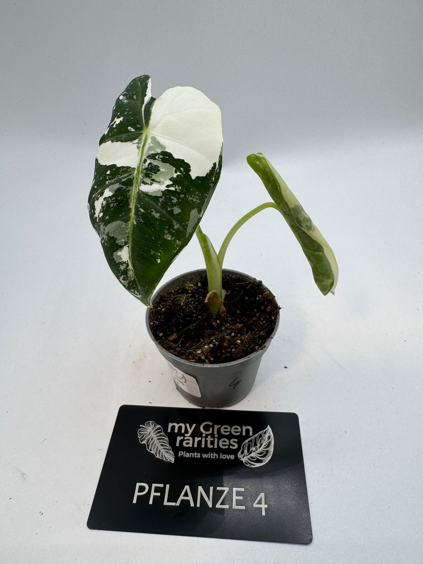 Alocasia Frydek variegata