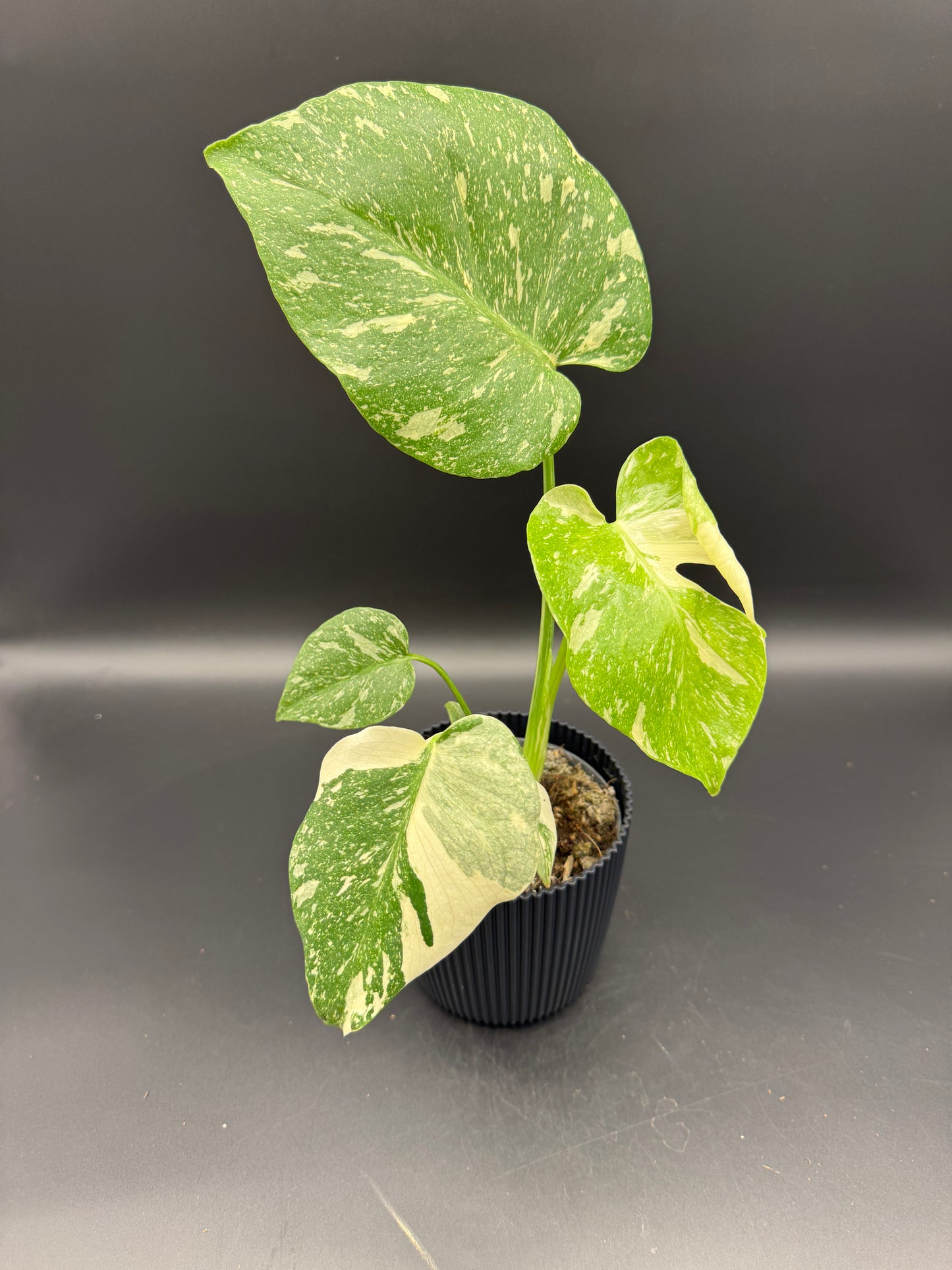 Monstera Thai constelation