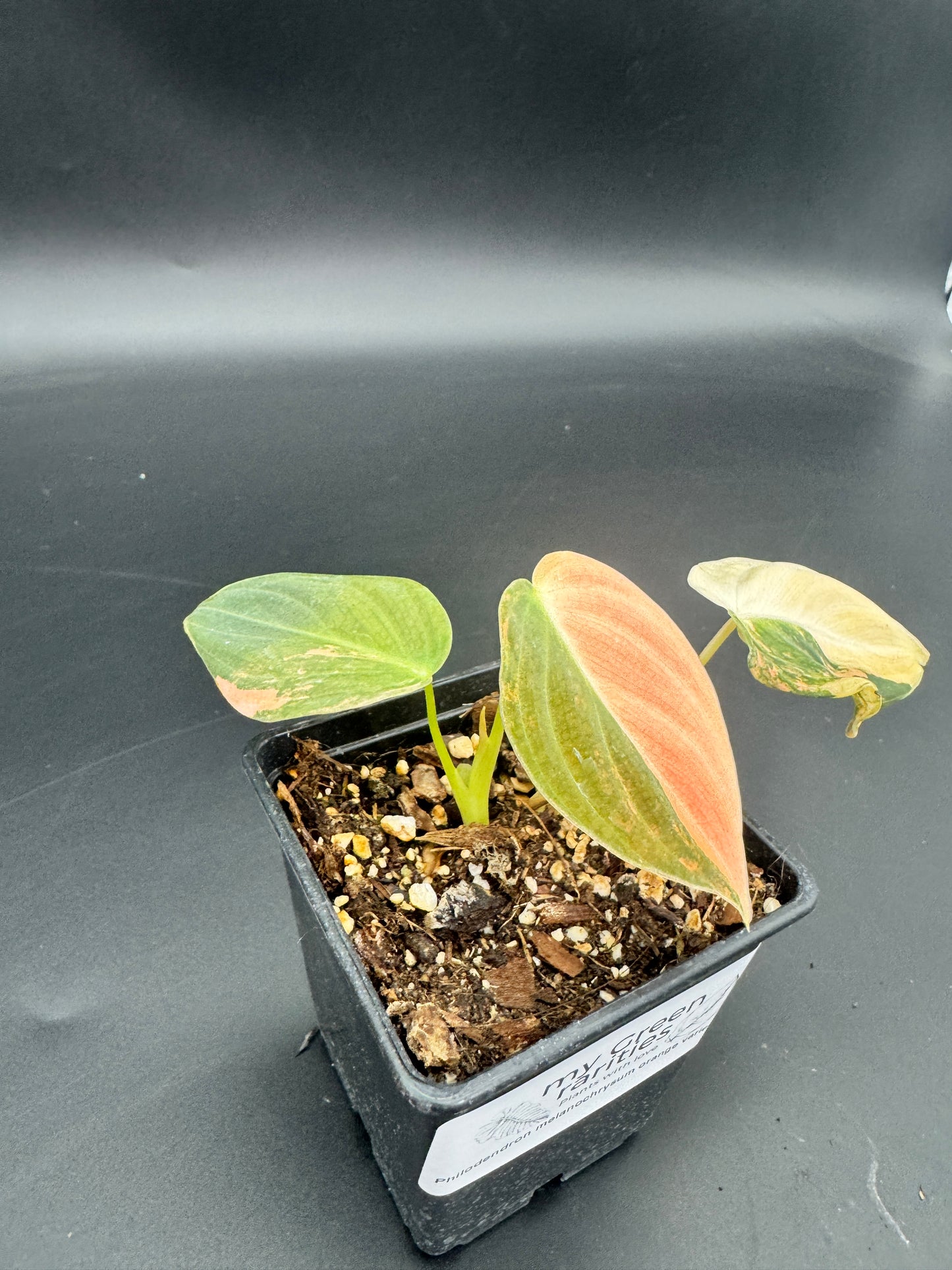Philodendron melanochrysum orange variegata