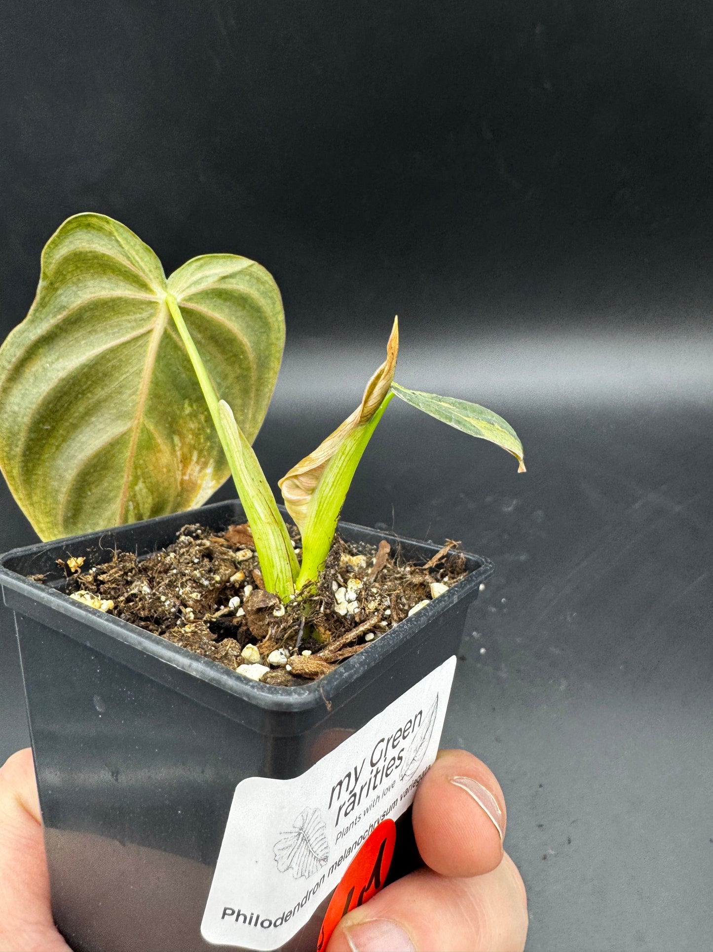 Philodendron melanochrysum variegata