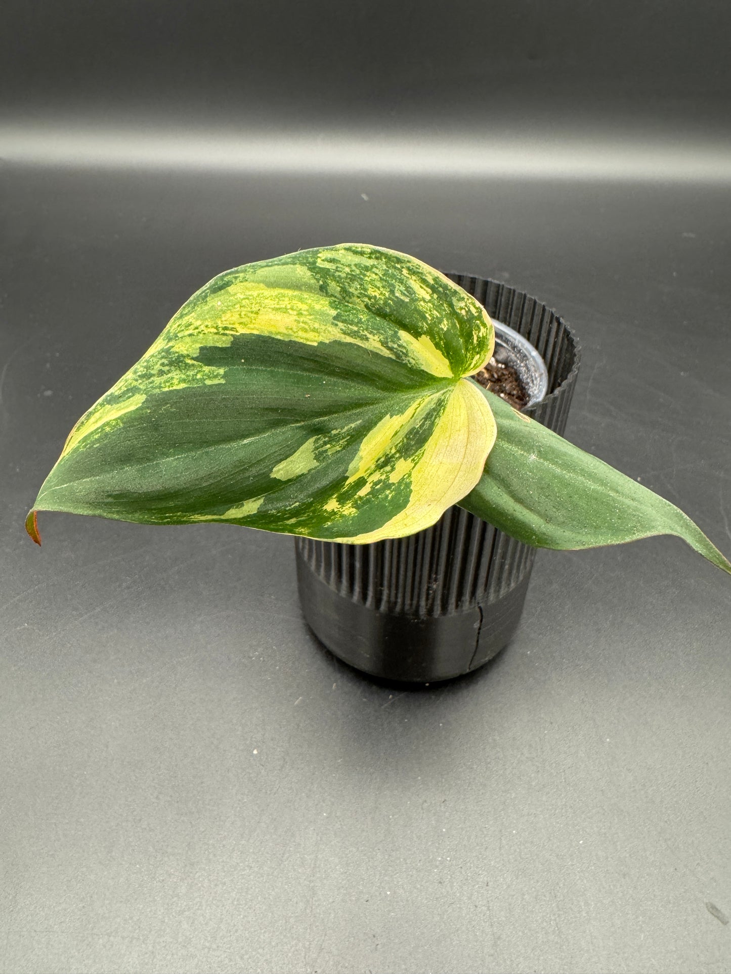 Philodendron micans variegata