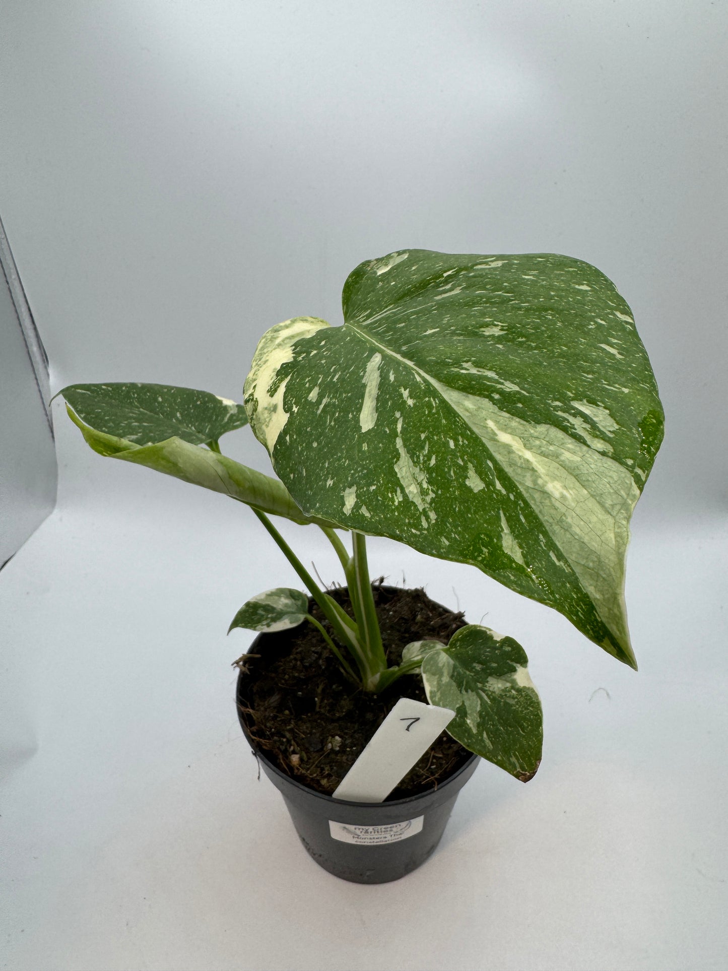 Monstera Thai constelation