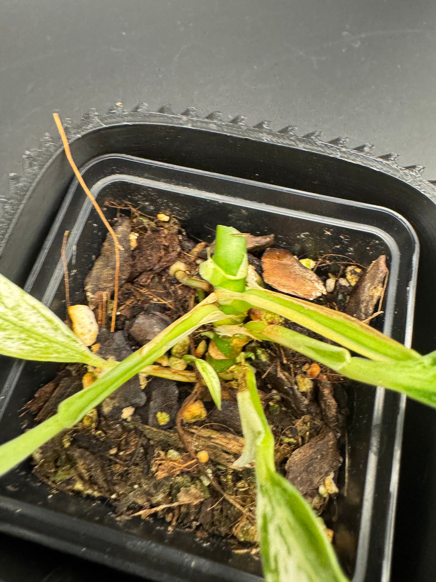 Rhaphidophora Megasperma variegata