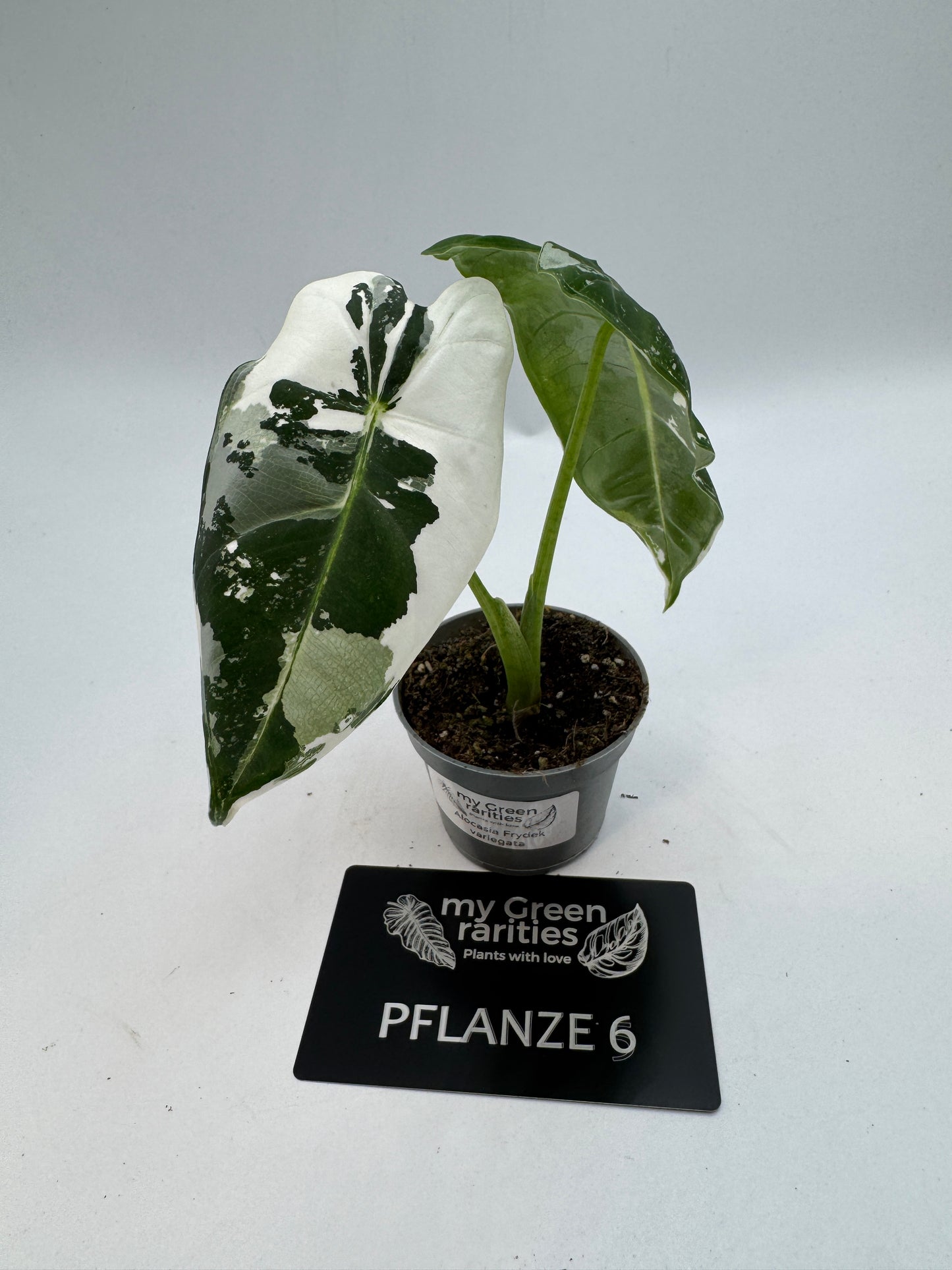Alocasia Frydek variegata
