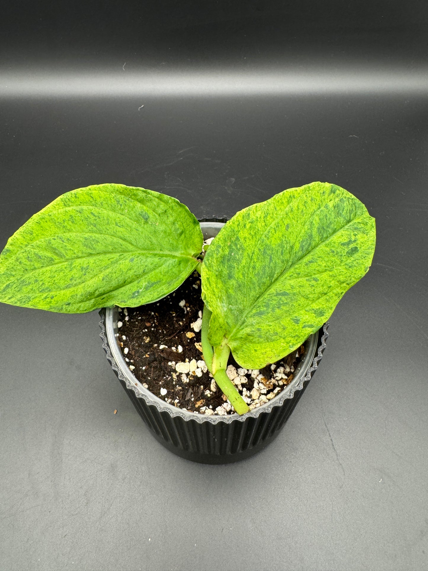 Rhaphidophora Korthalsii mint variegata