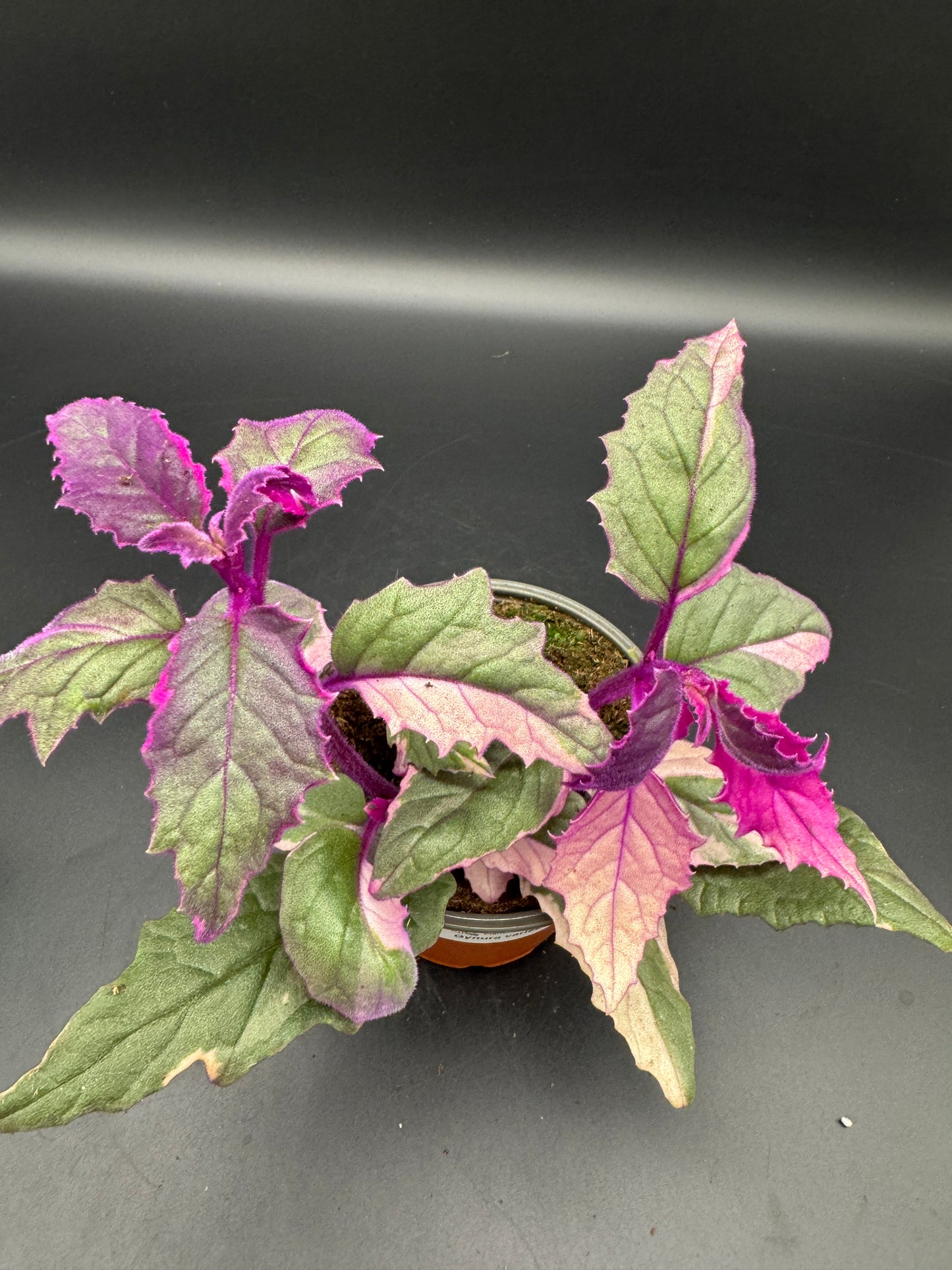 Gynura variegata