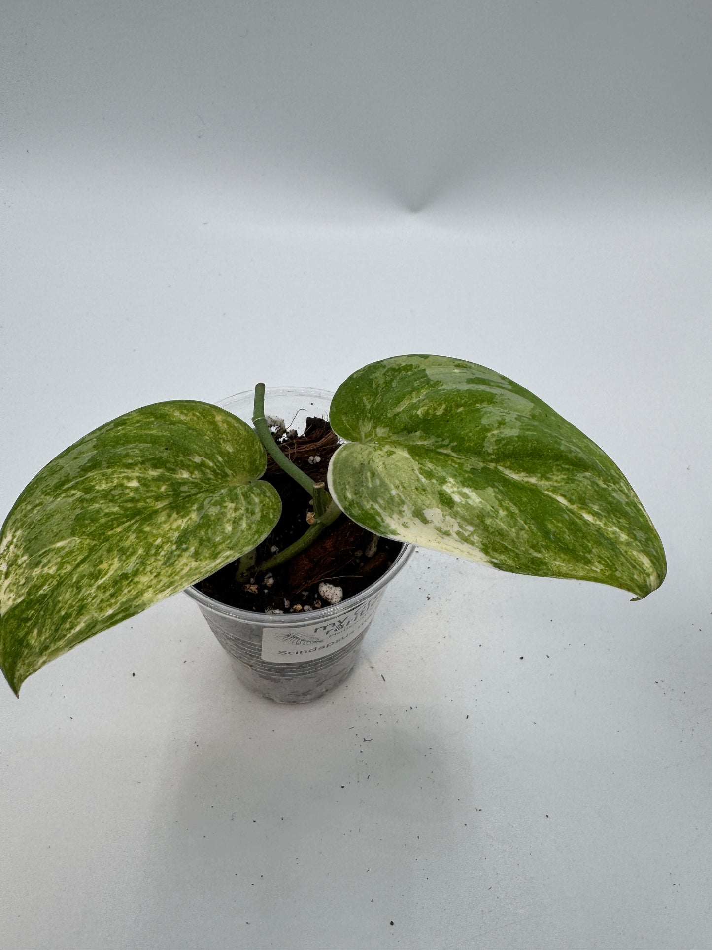 Scindapsus mangurai