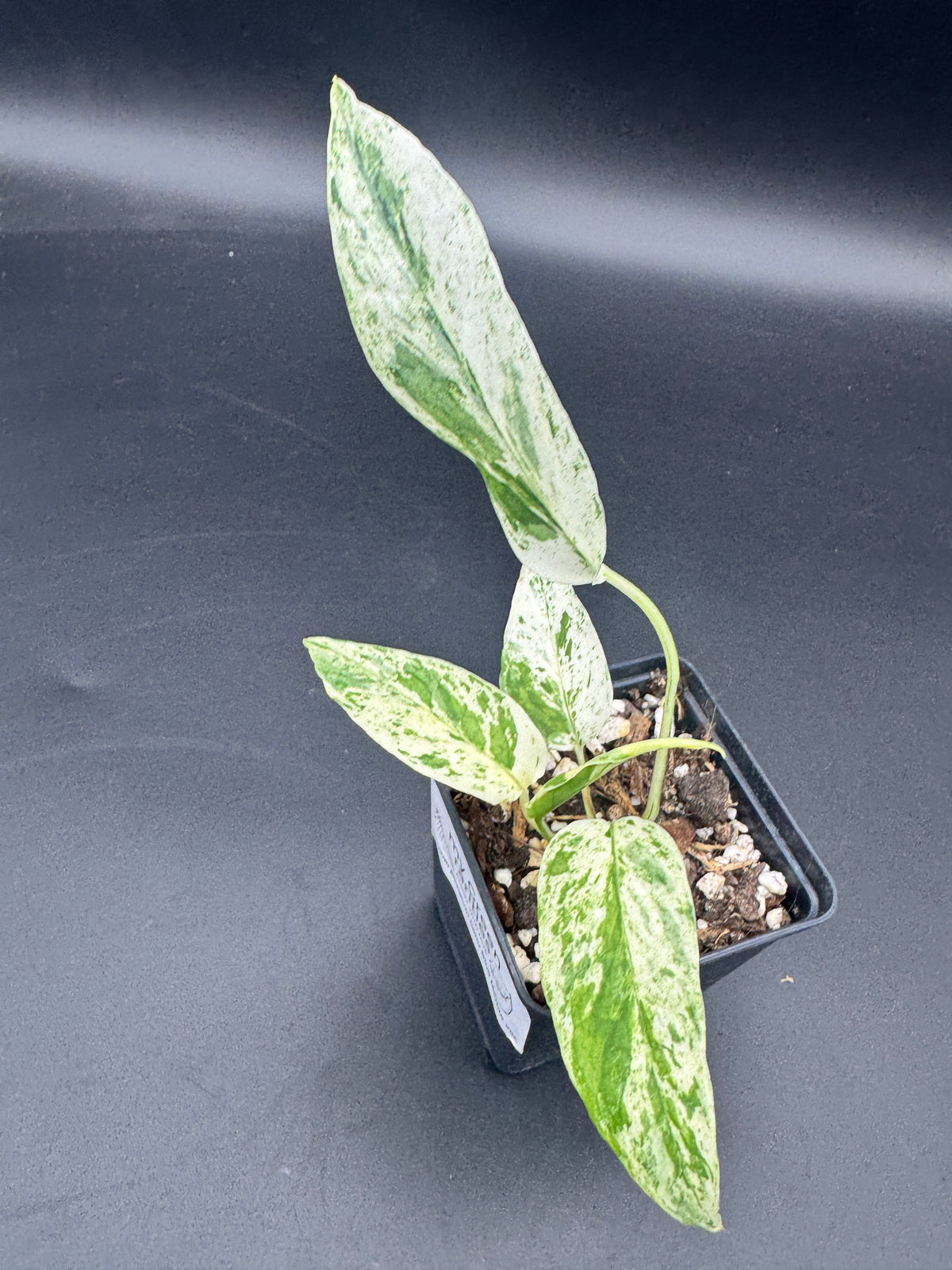 Epipremnum pinnatum Cebu Blue Marble variegata