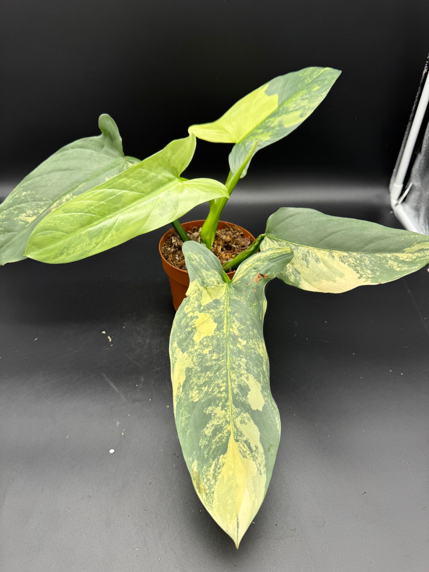 Philodendron Silver Sword variegata
