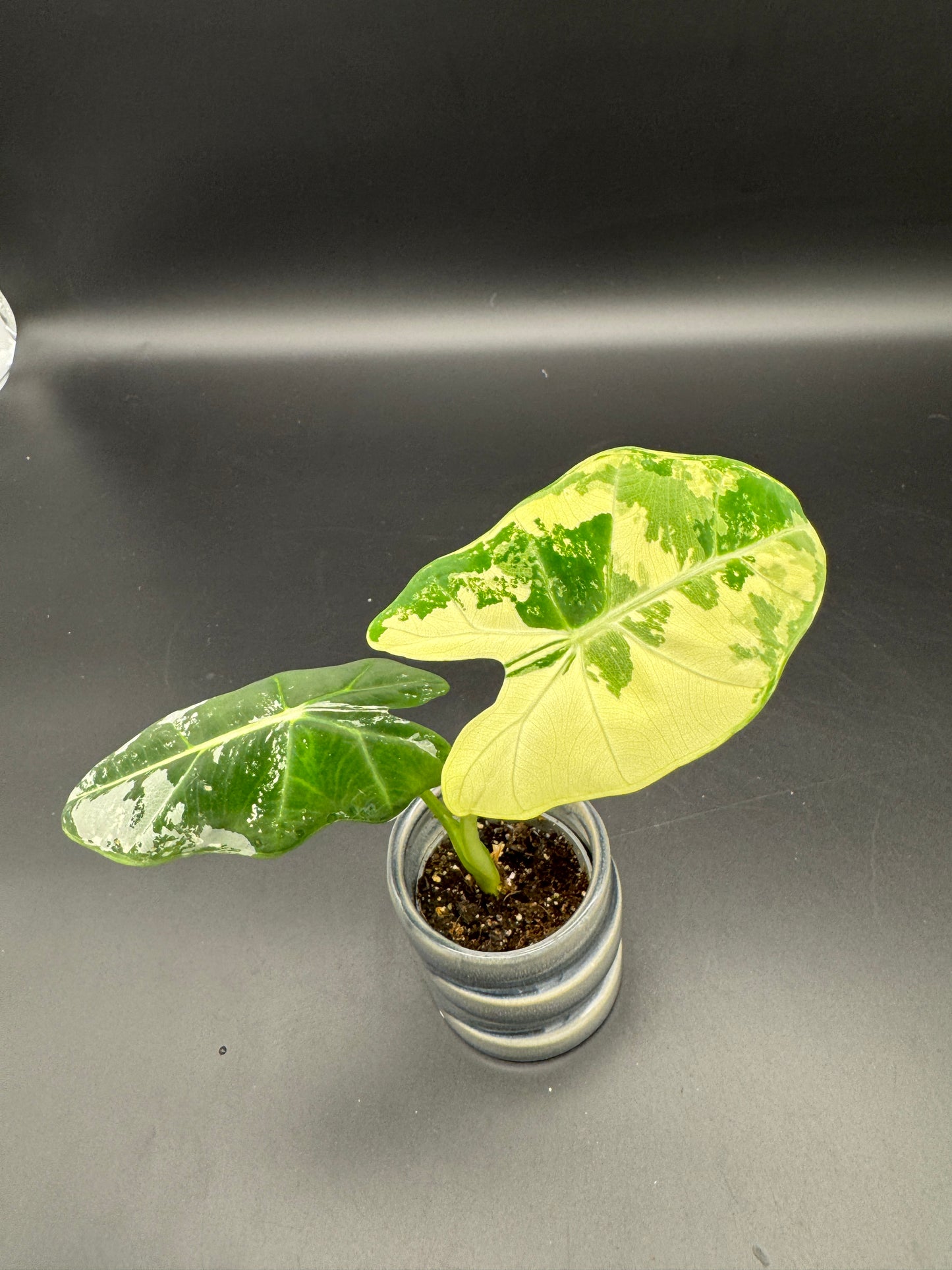 Alocasia Frydek variegata