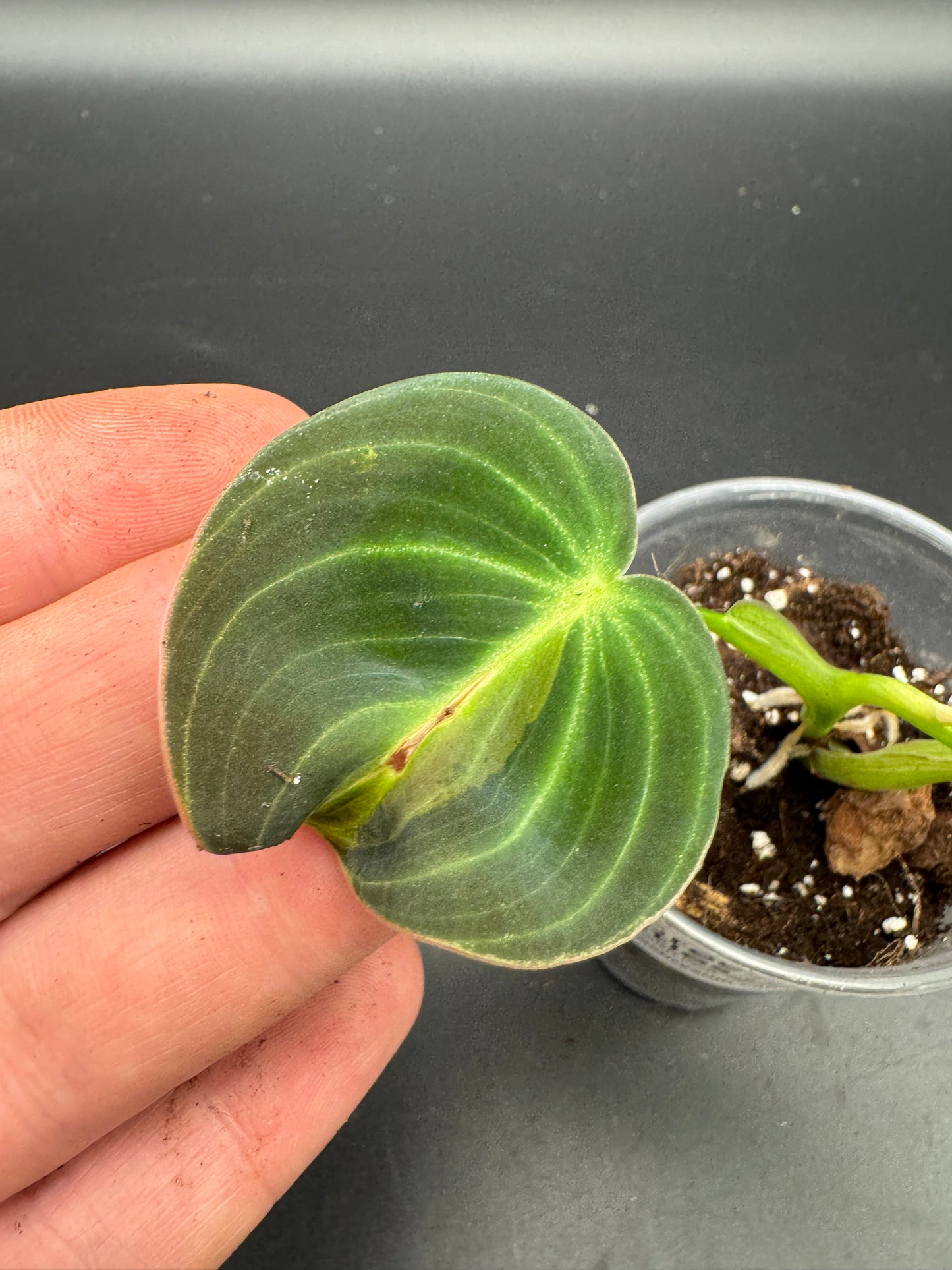 Philodendron melanochrysum variegata