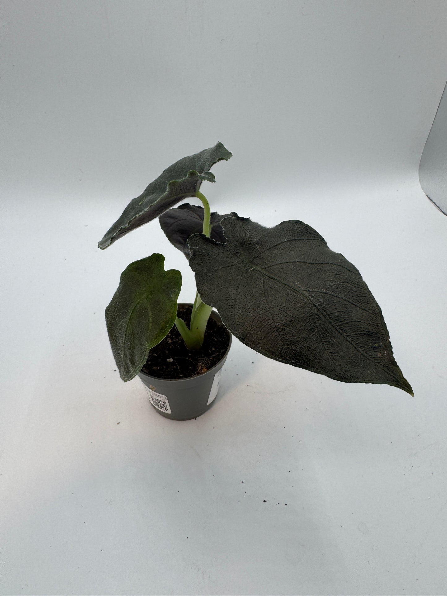 Alocasia antorro velvet